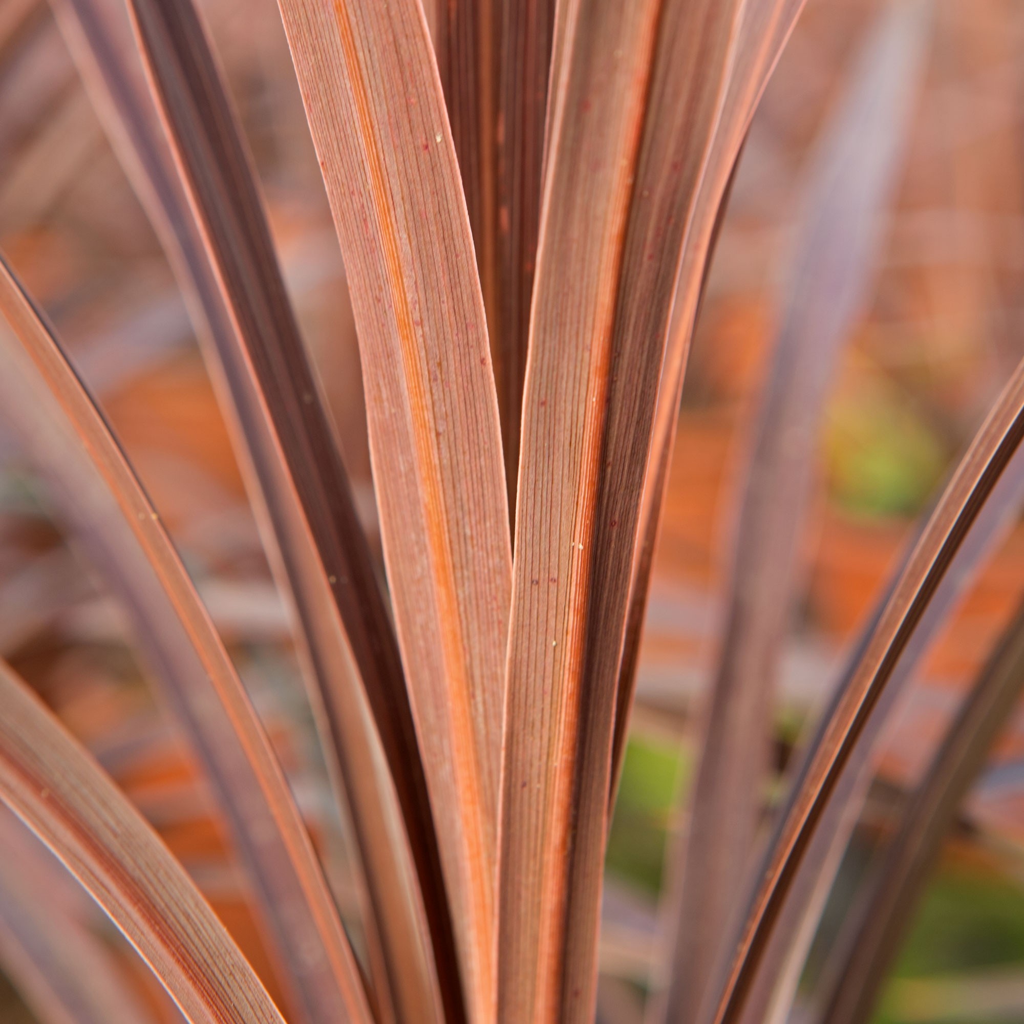 Cordyline australis "Red Star" 2.5L 30/40