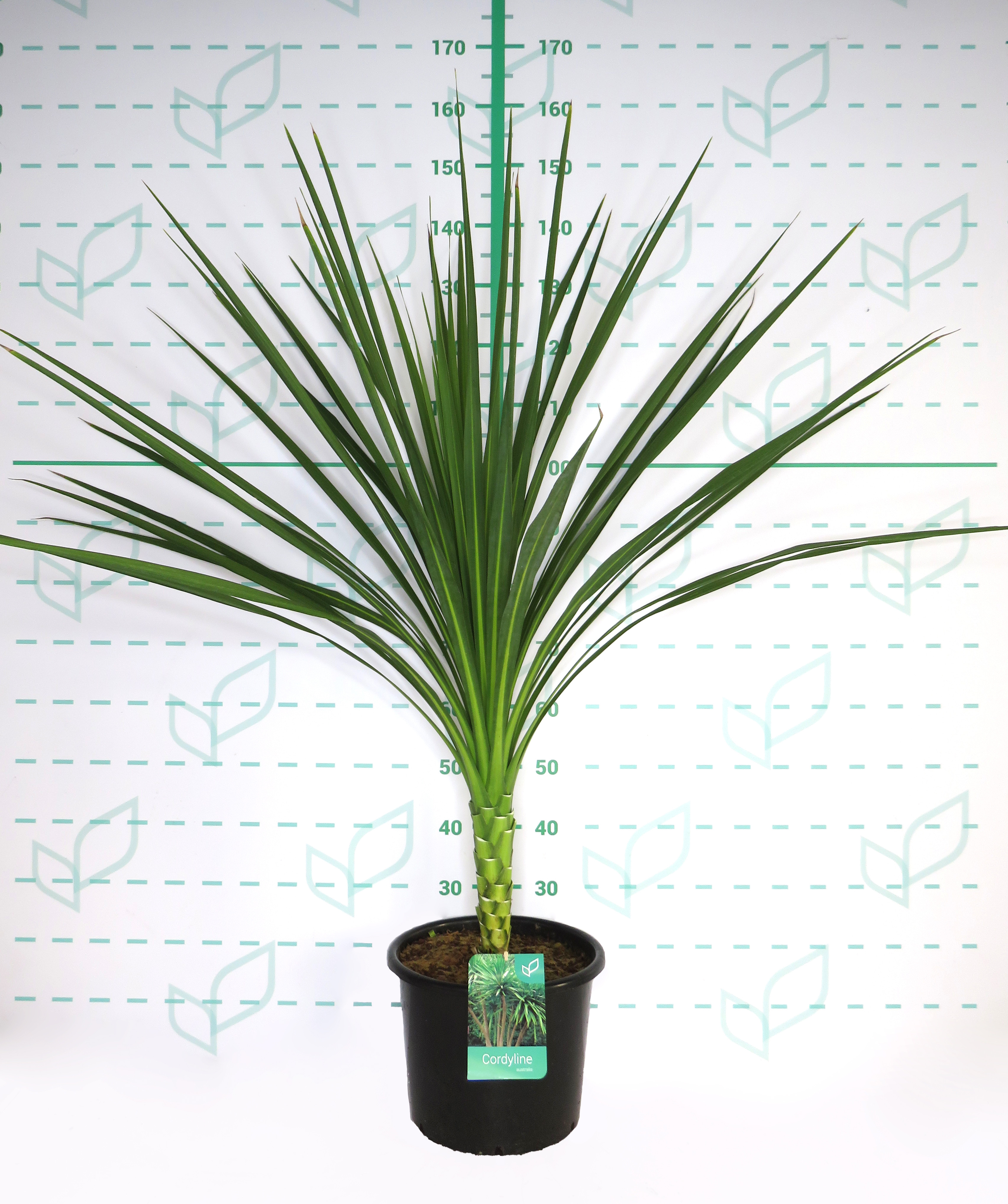 Cordyline australis 15L 100/125