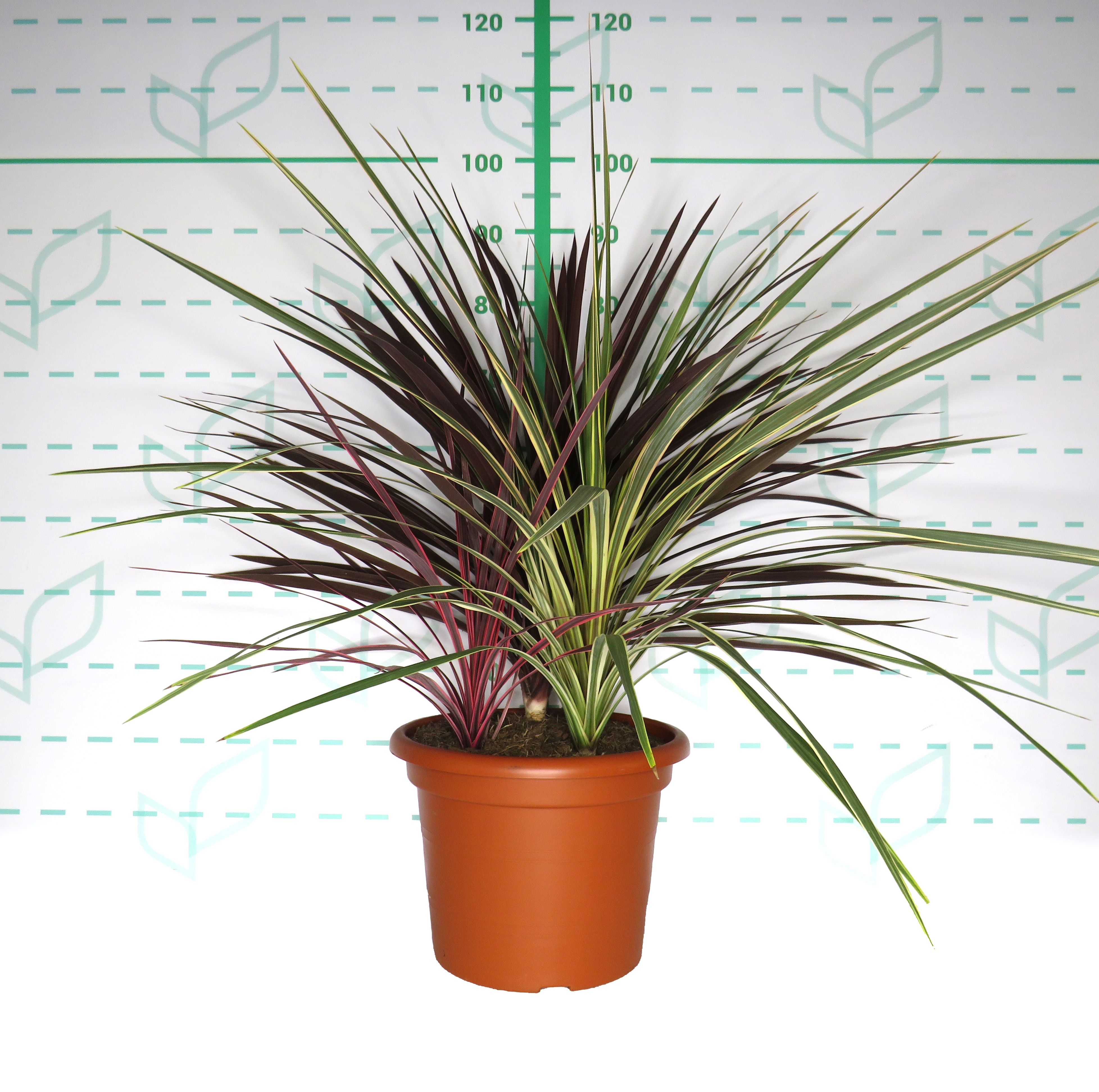 Cordyline australis 15L Deco 60/70 3 Plantas ("Red Star", "Lime Passion" y "Salsa")