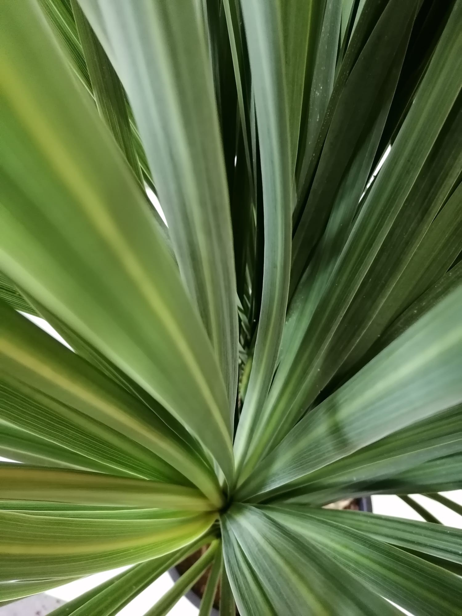 Cordyline australis 15L 3 Plantas 125/150