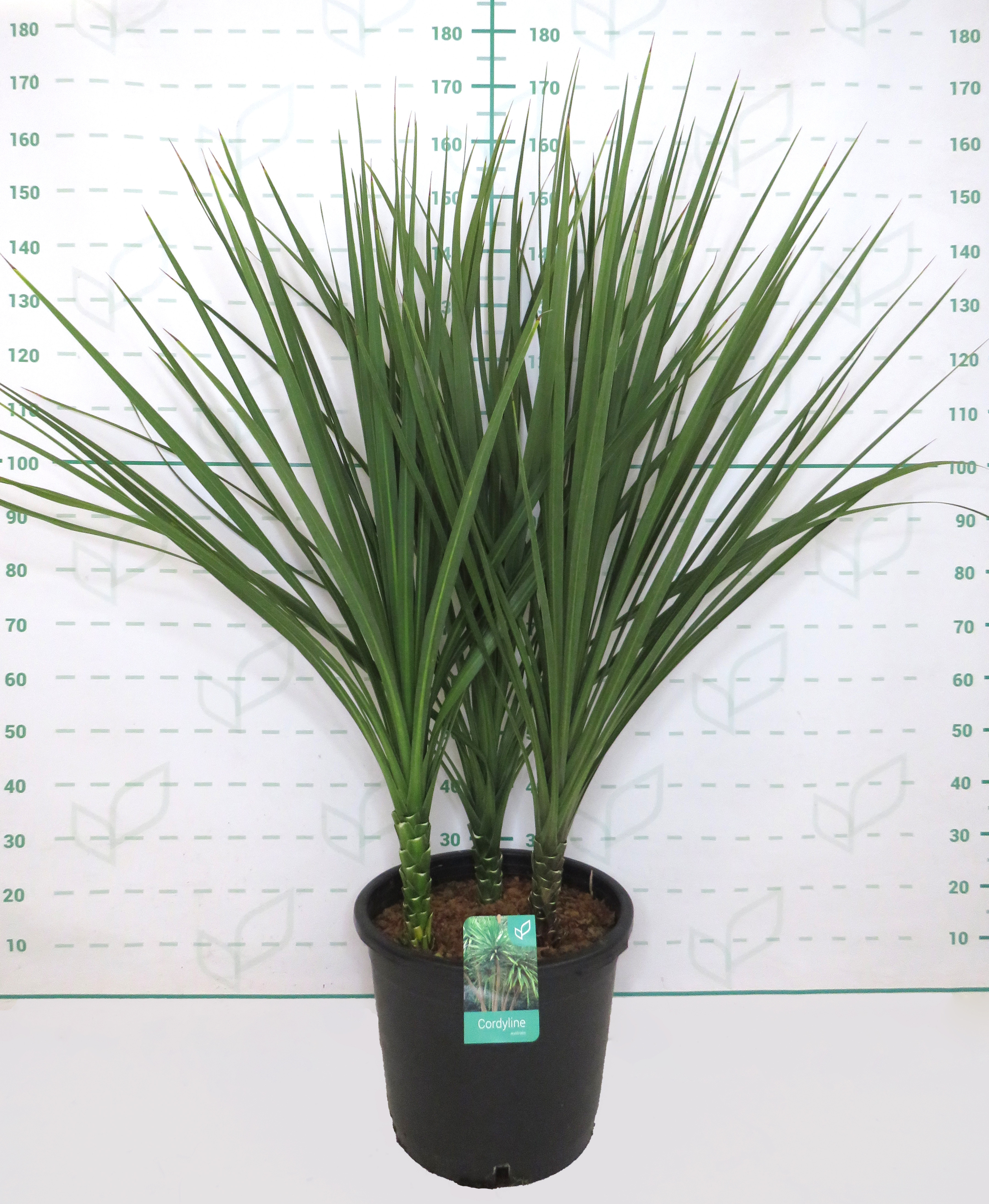 Cordyline australis 40L 3 Plantas 120/140