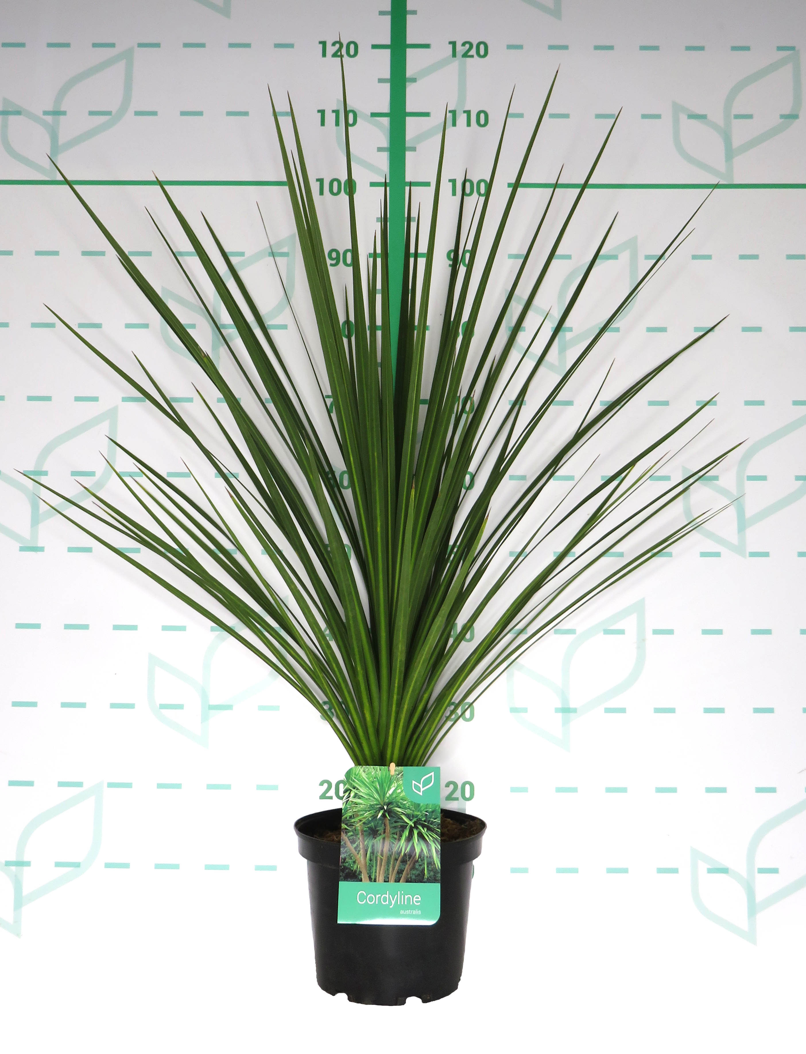 Cordyline australis 5L 50/60