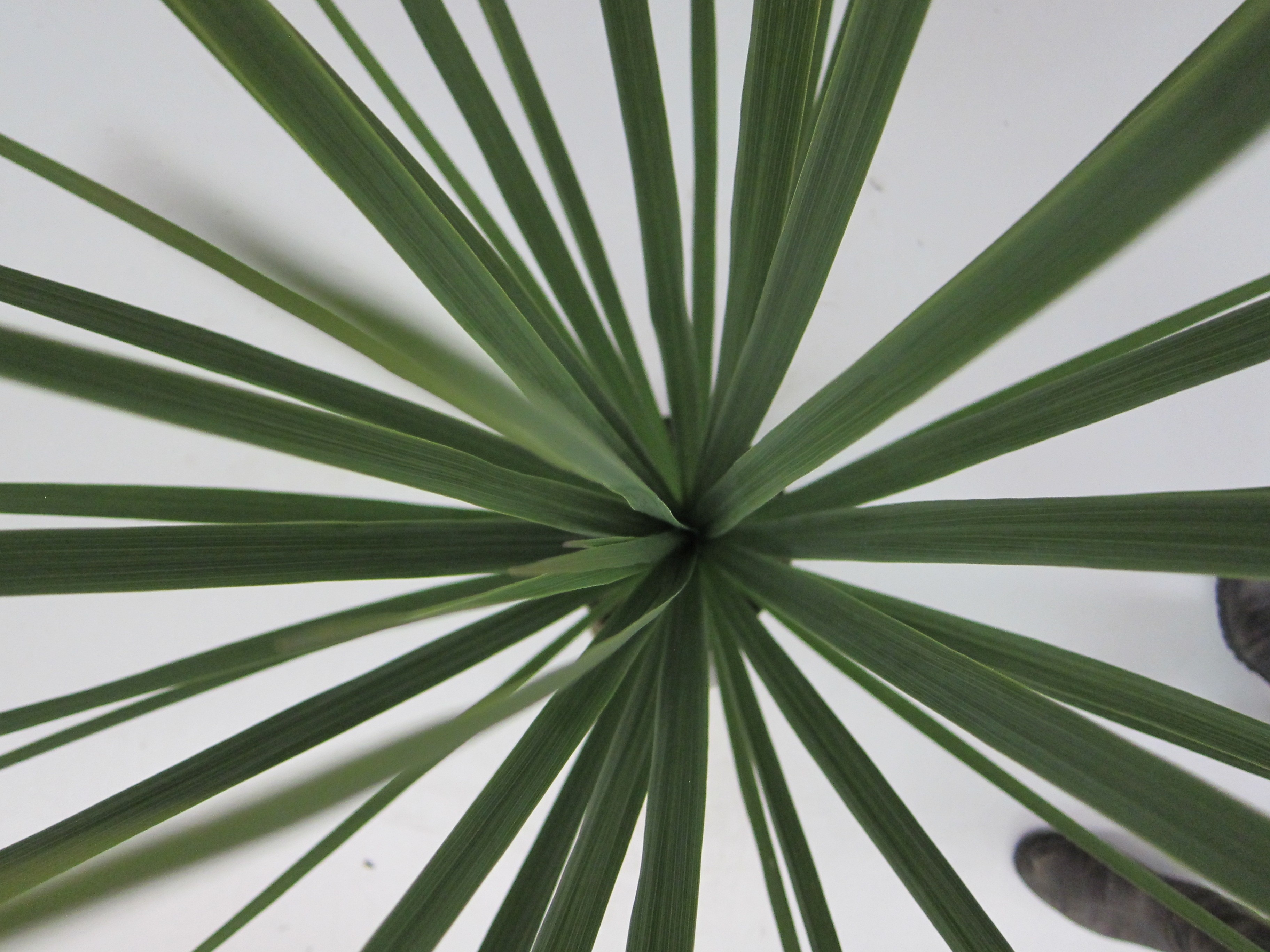 Cordyline australis 2L 30/50