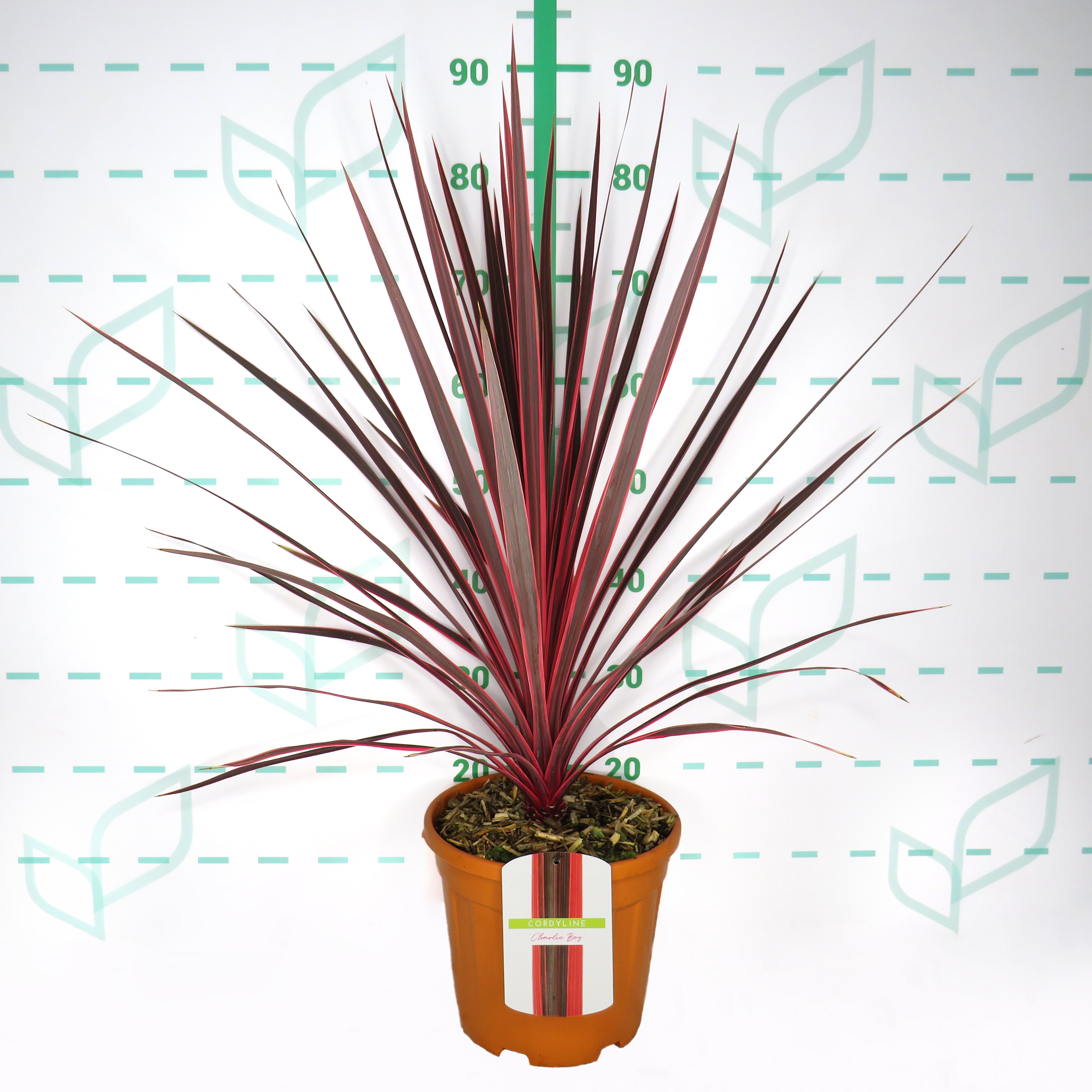 Cordyline australis "Charlie Boy" 6L 50/70