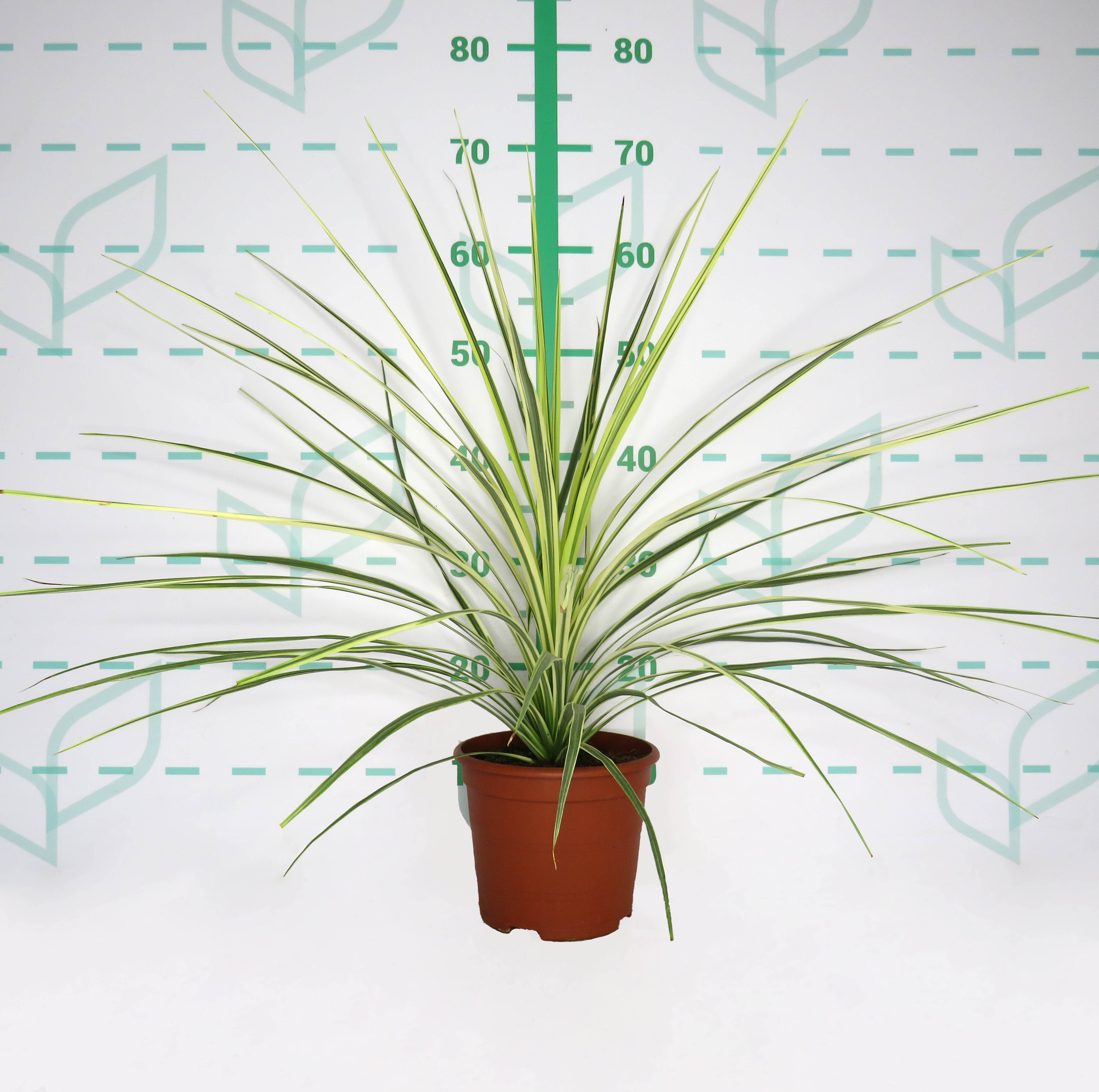 Cordyline australis "Lime Passion" 2.5L Deco 40/50