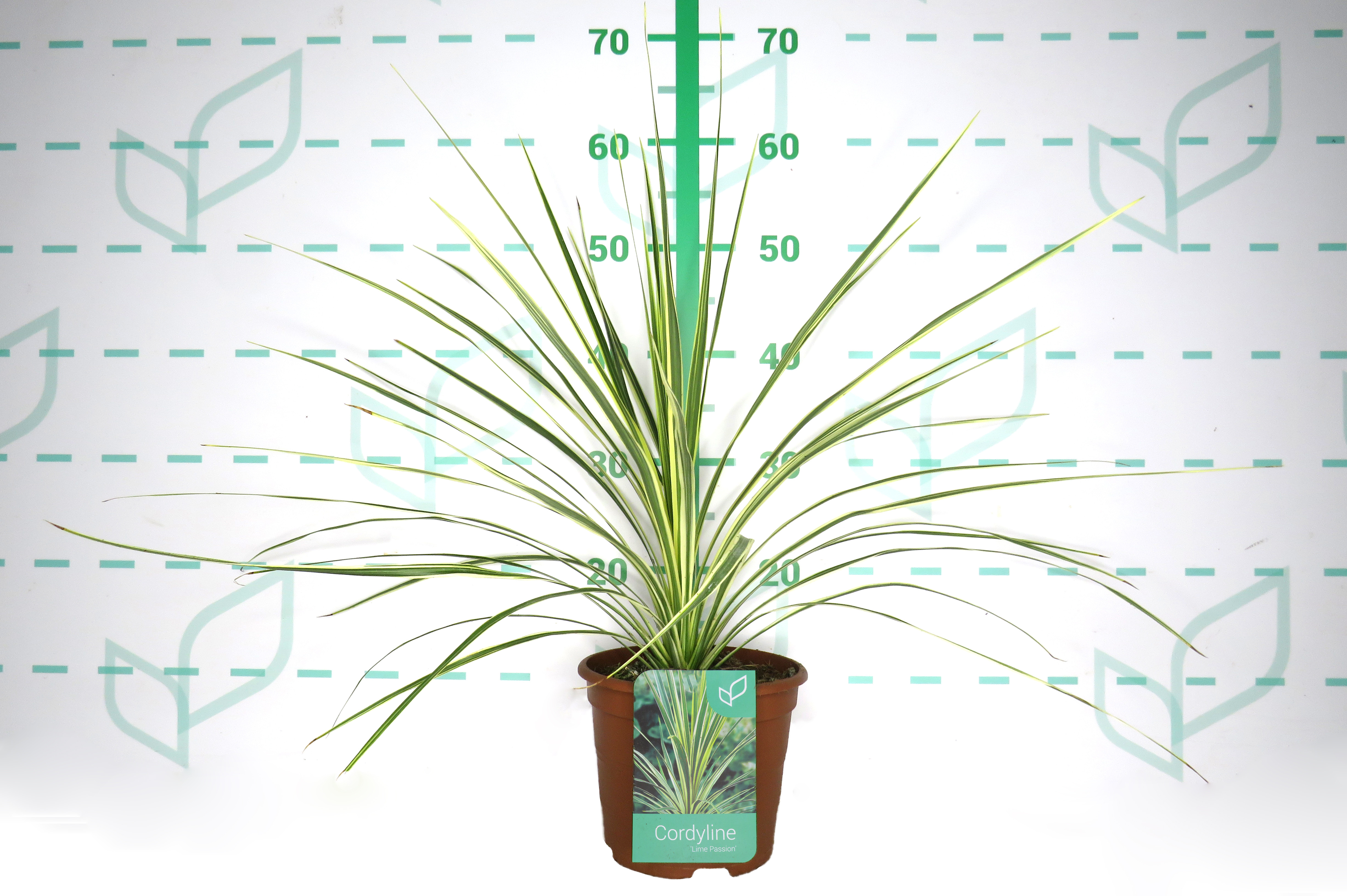 Cordyline australis "Lime Passion" 2.5L Deco 40/50