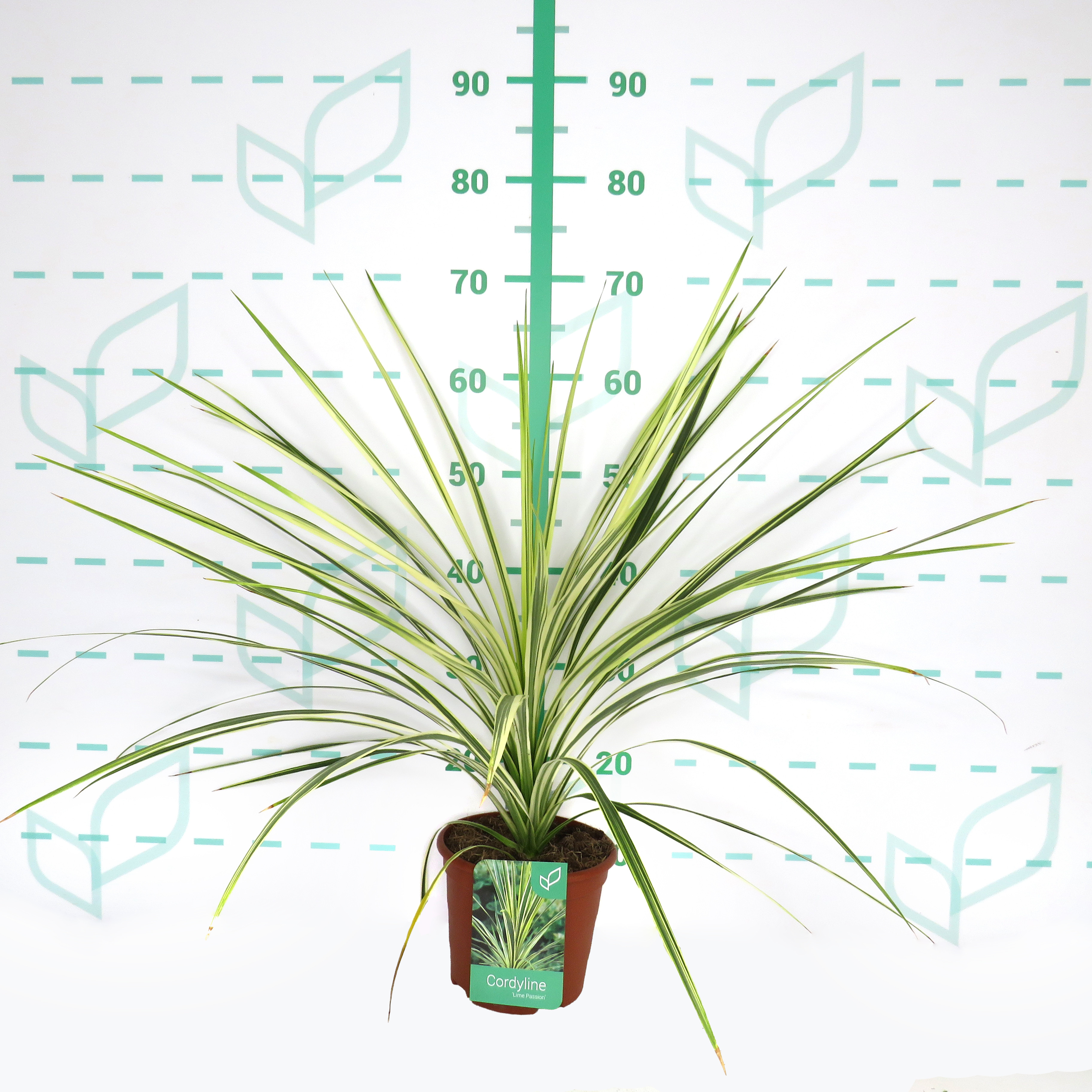 Cordyline australis "Lime Passion" ® 2.5L Deco 40/50