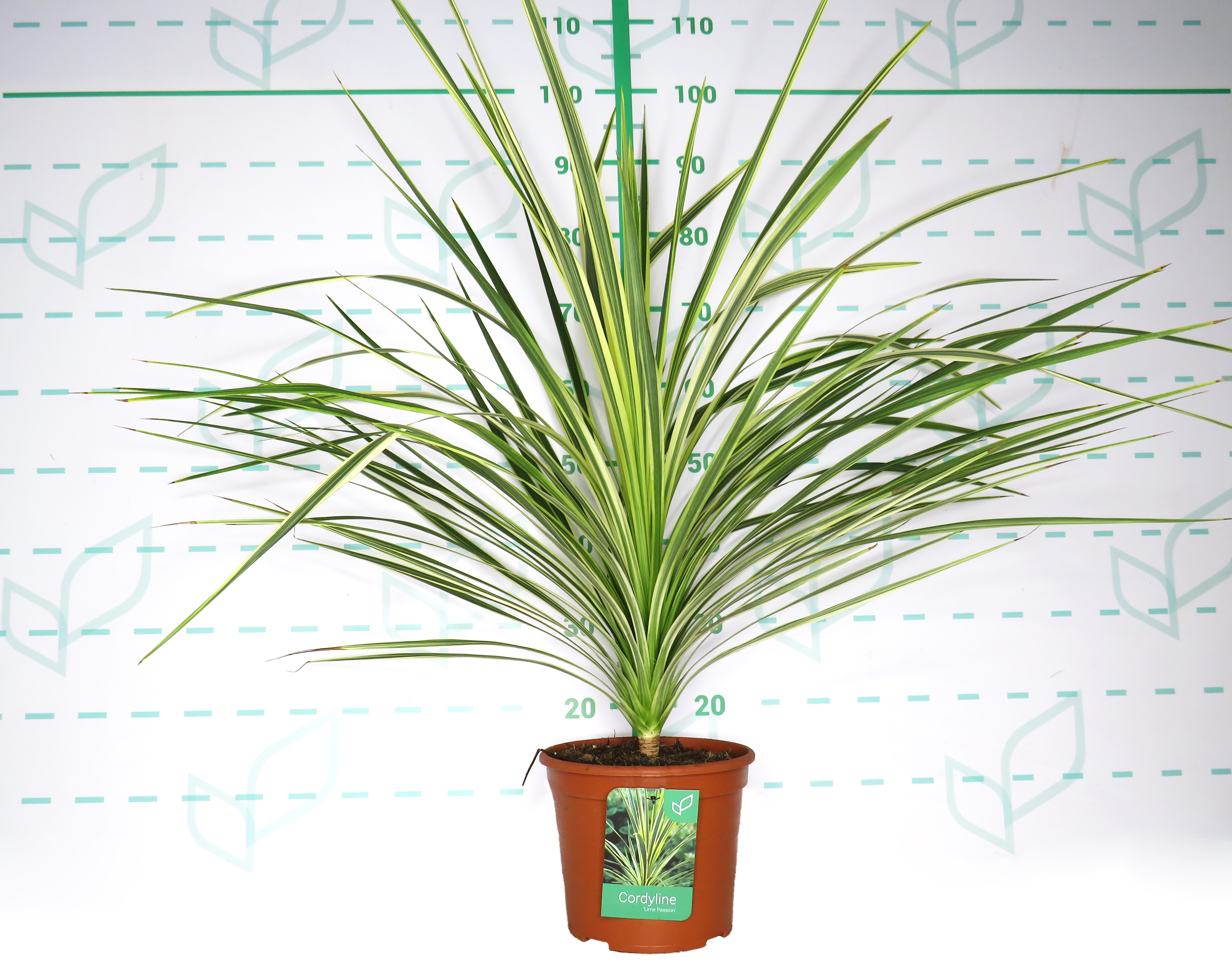 Cordyline australis "Lime Passion" ® 5L 40/50