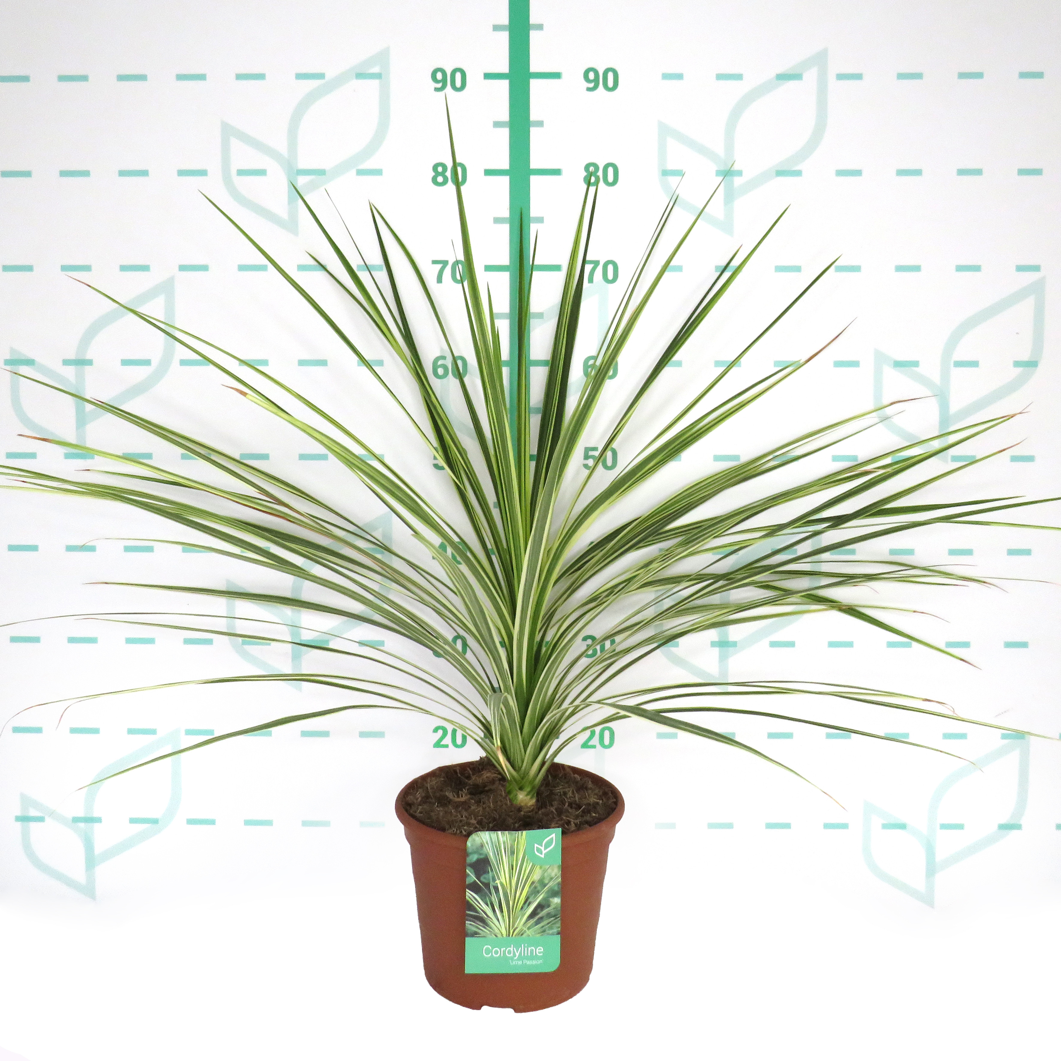 Cordyline australis "Lime Passion" ® 5L Deco 60/70