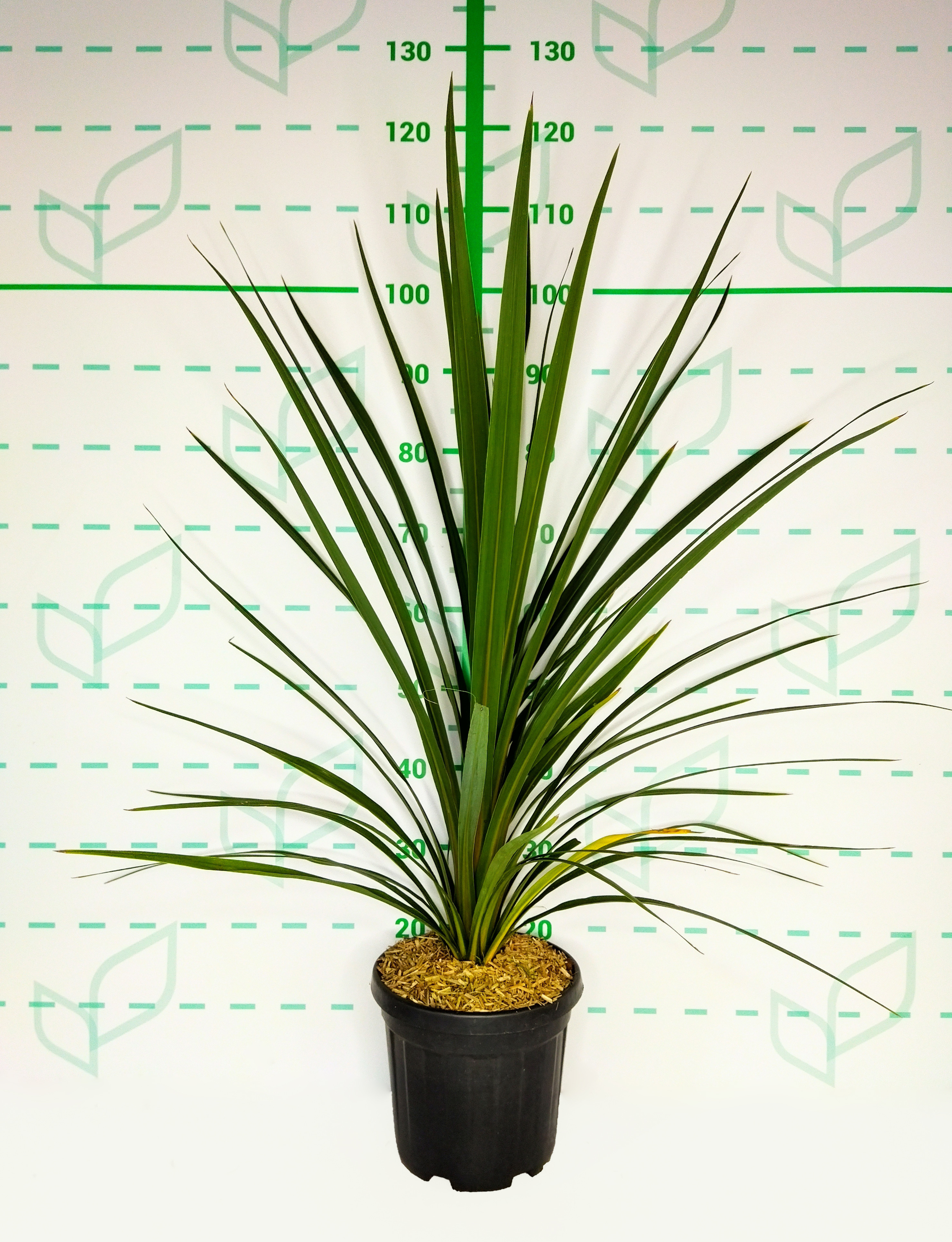 Cordyline australis "Peko" 6L 60/80