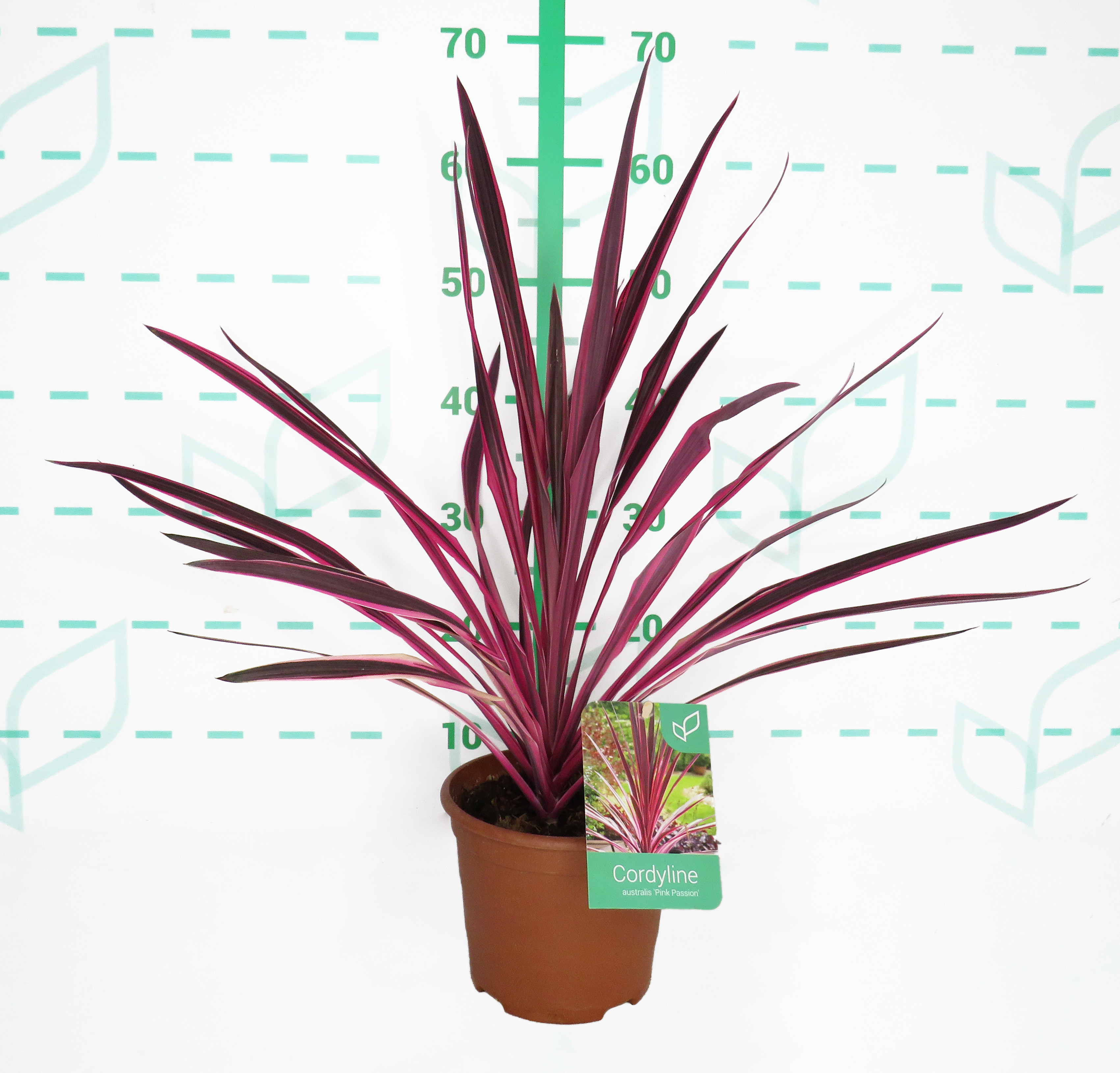Cordyline "Pink Passion" 2.5L Deco 40/50