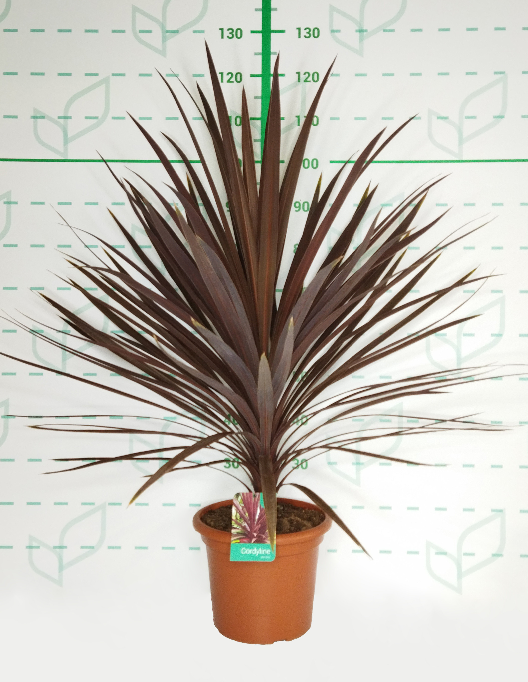 Cordyline australis "Red Star" 10L 60/80