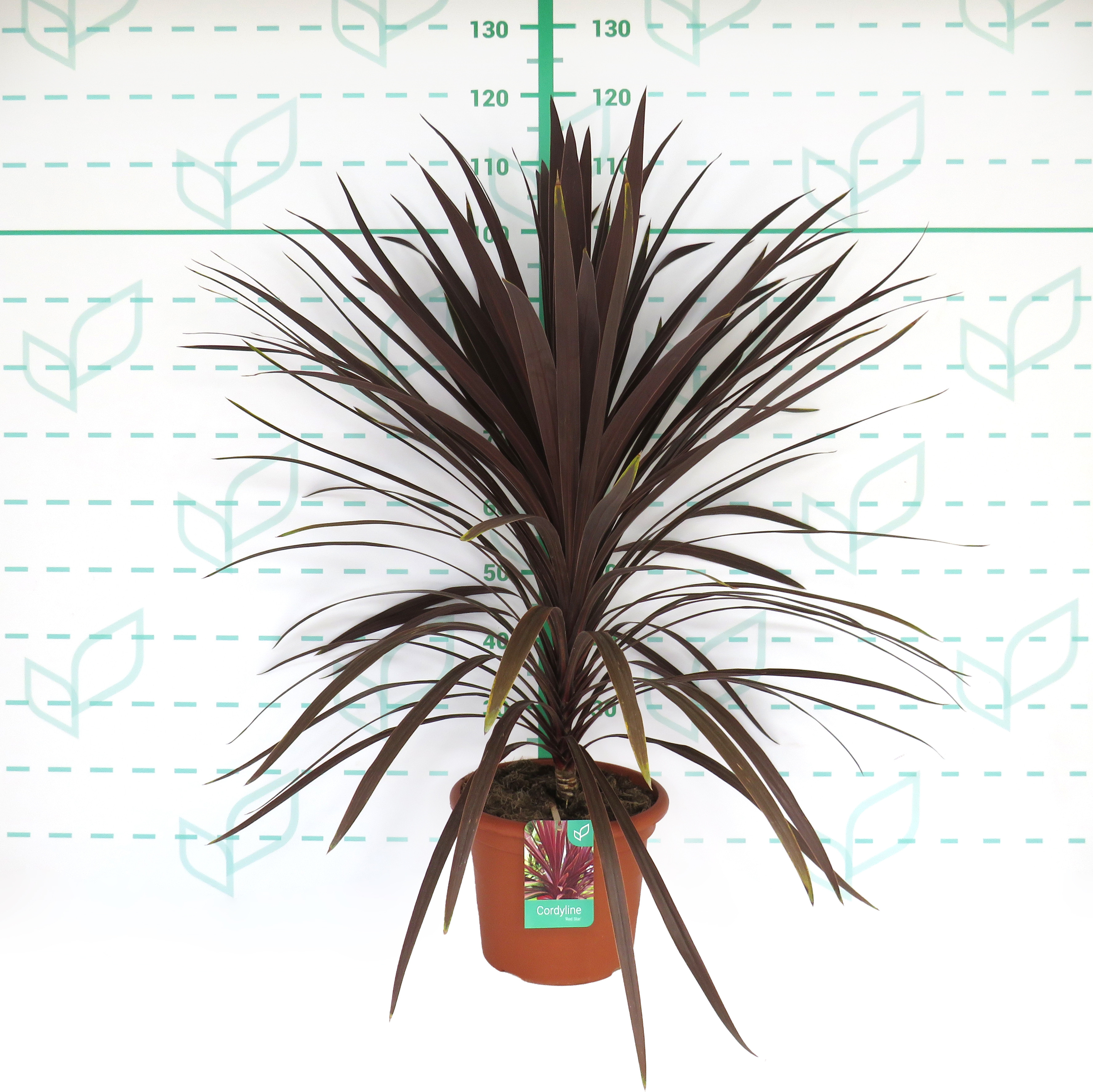 Cordyline australis "Red Star" 10L 60/80
