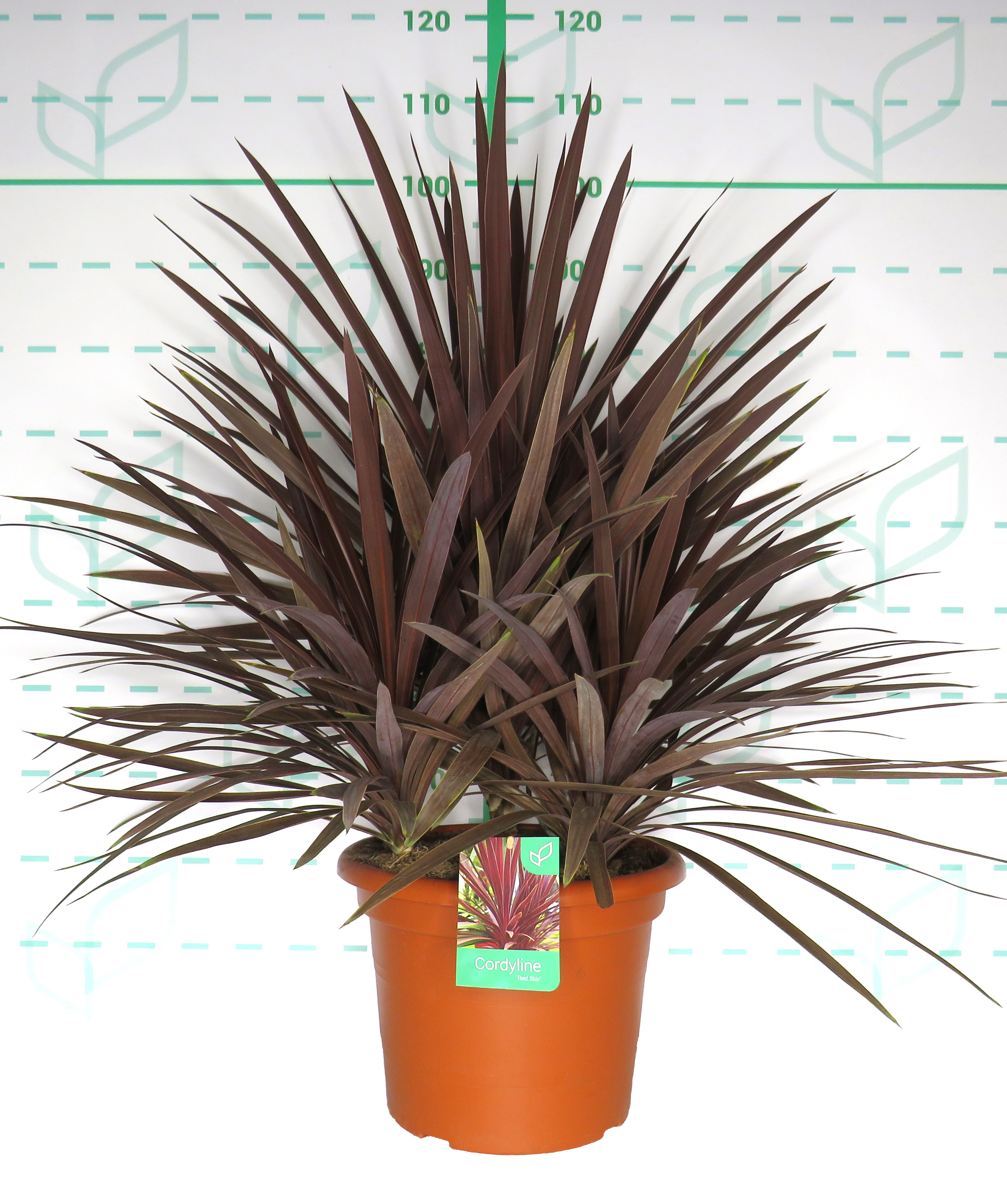 Cordyline australis "Red Star" 15L Deco 70/80 3 plantas