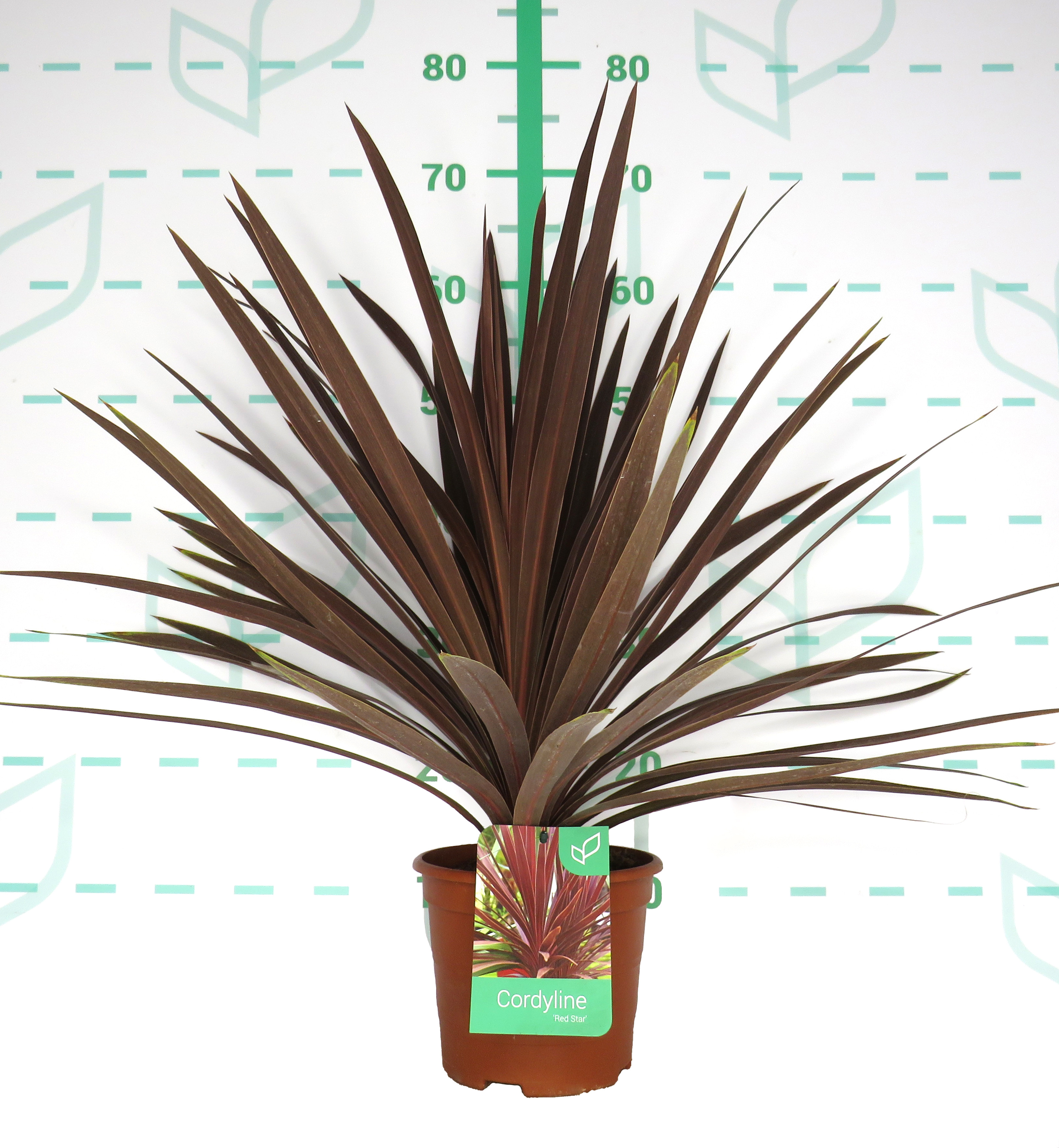 Cordyline australis "Red Star" 2.5L Deco 30/40