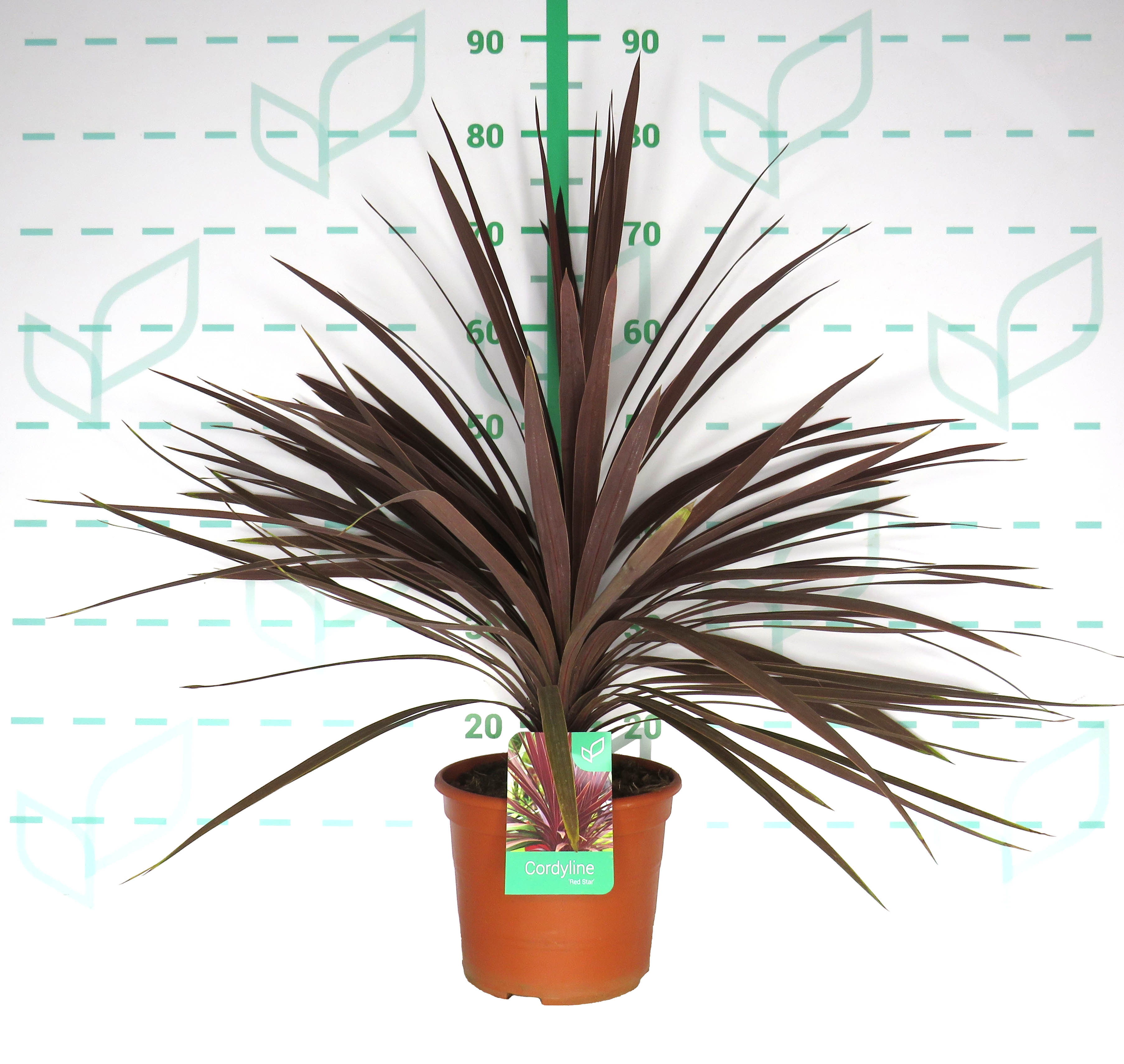 Cordyline australis "Red Star" 5L Deco 50/60