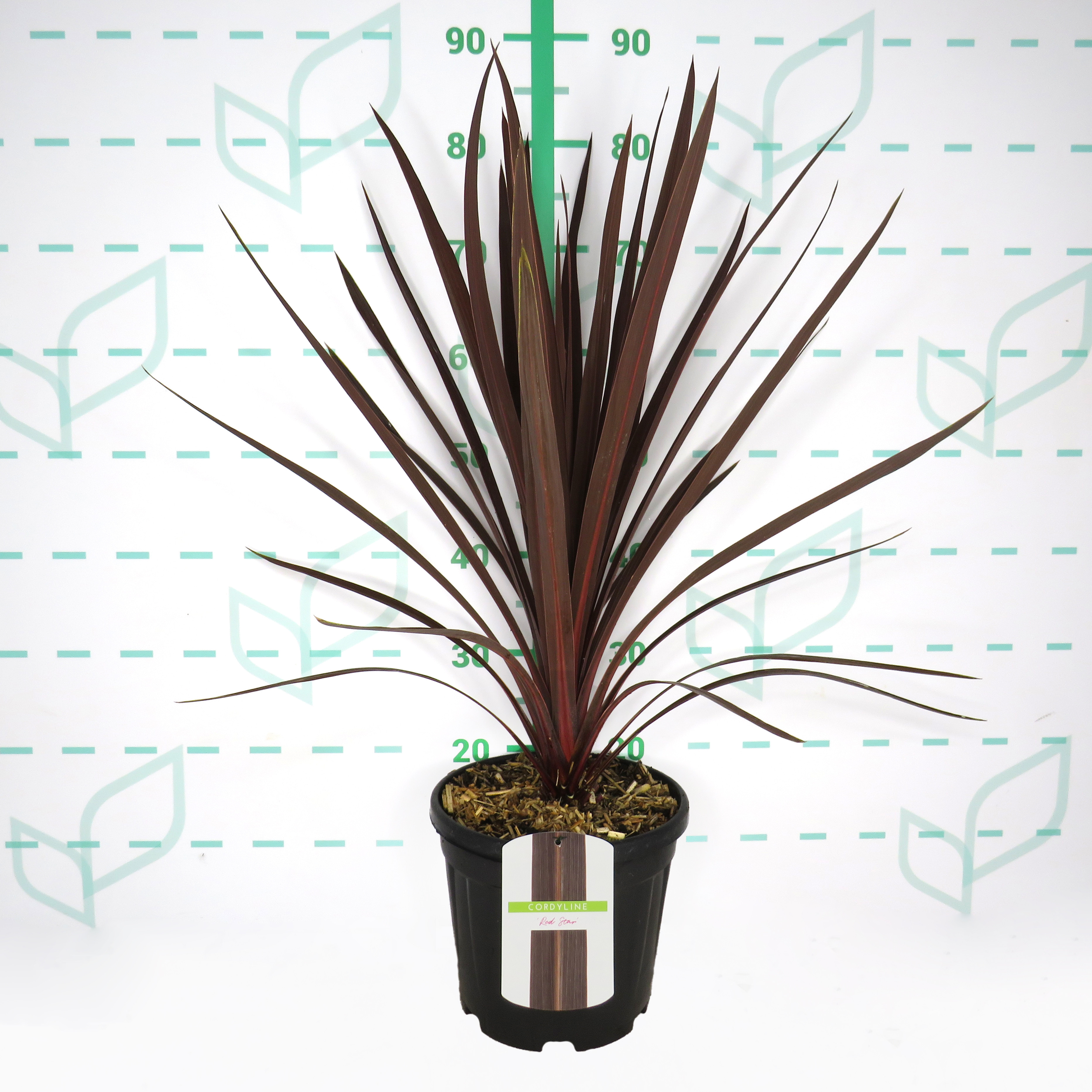 Cordyline australis "Red Star" 6L 80/100