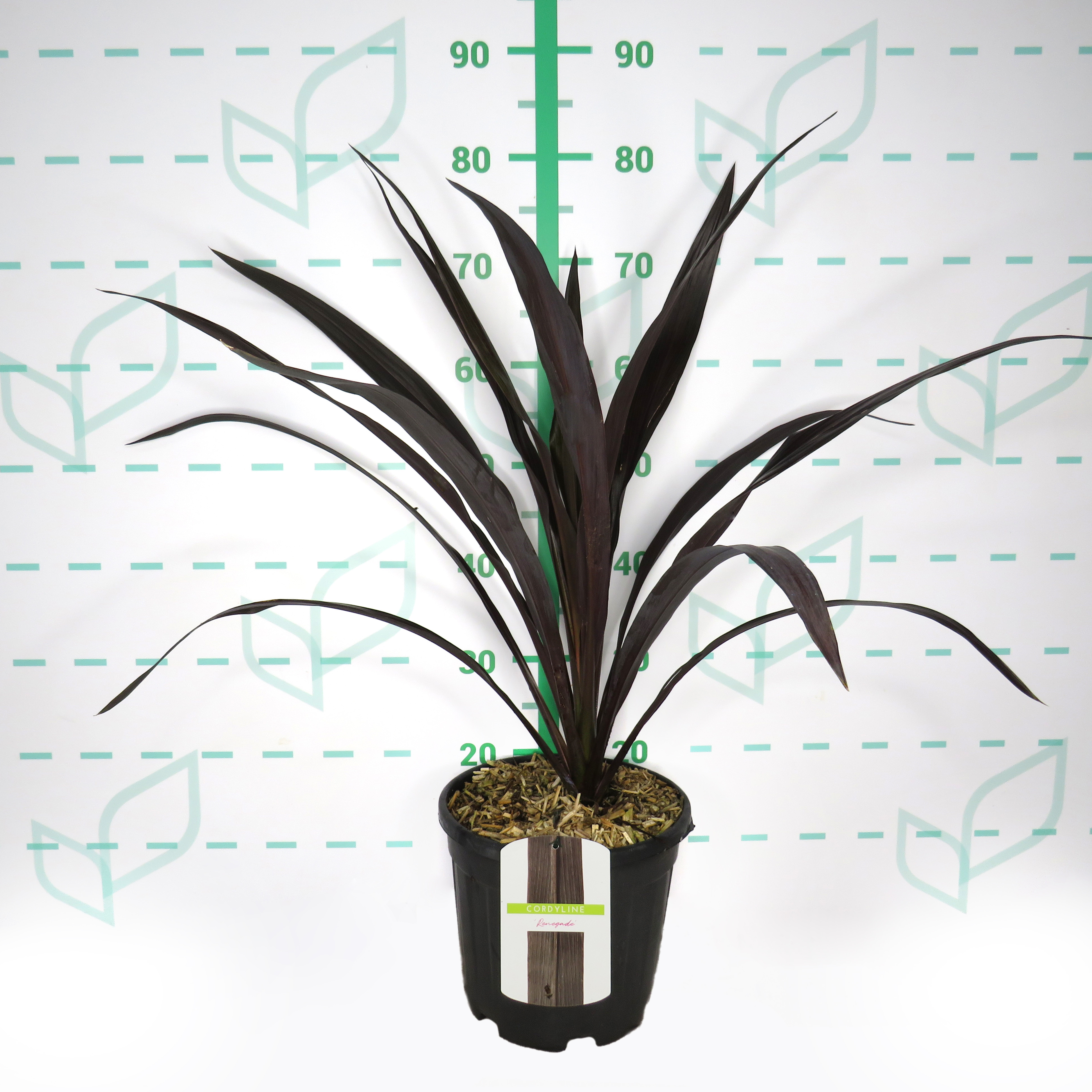 Cordyline "Renegade" 6L 50/70