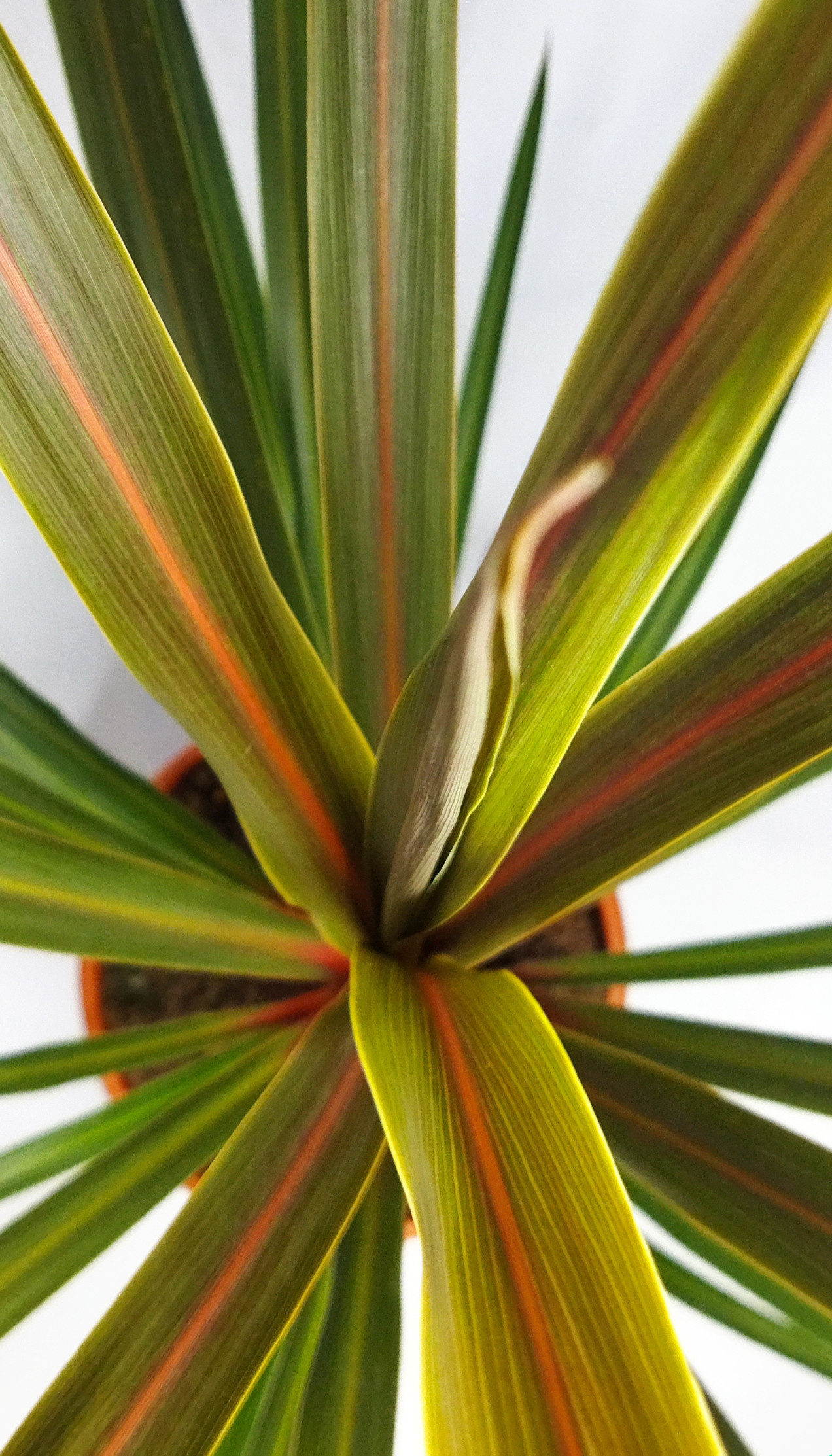 Cordyline australis "Sundance" 2.5L Deco 40/50