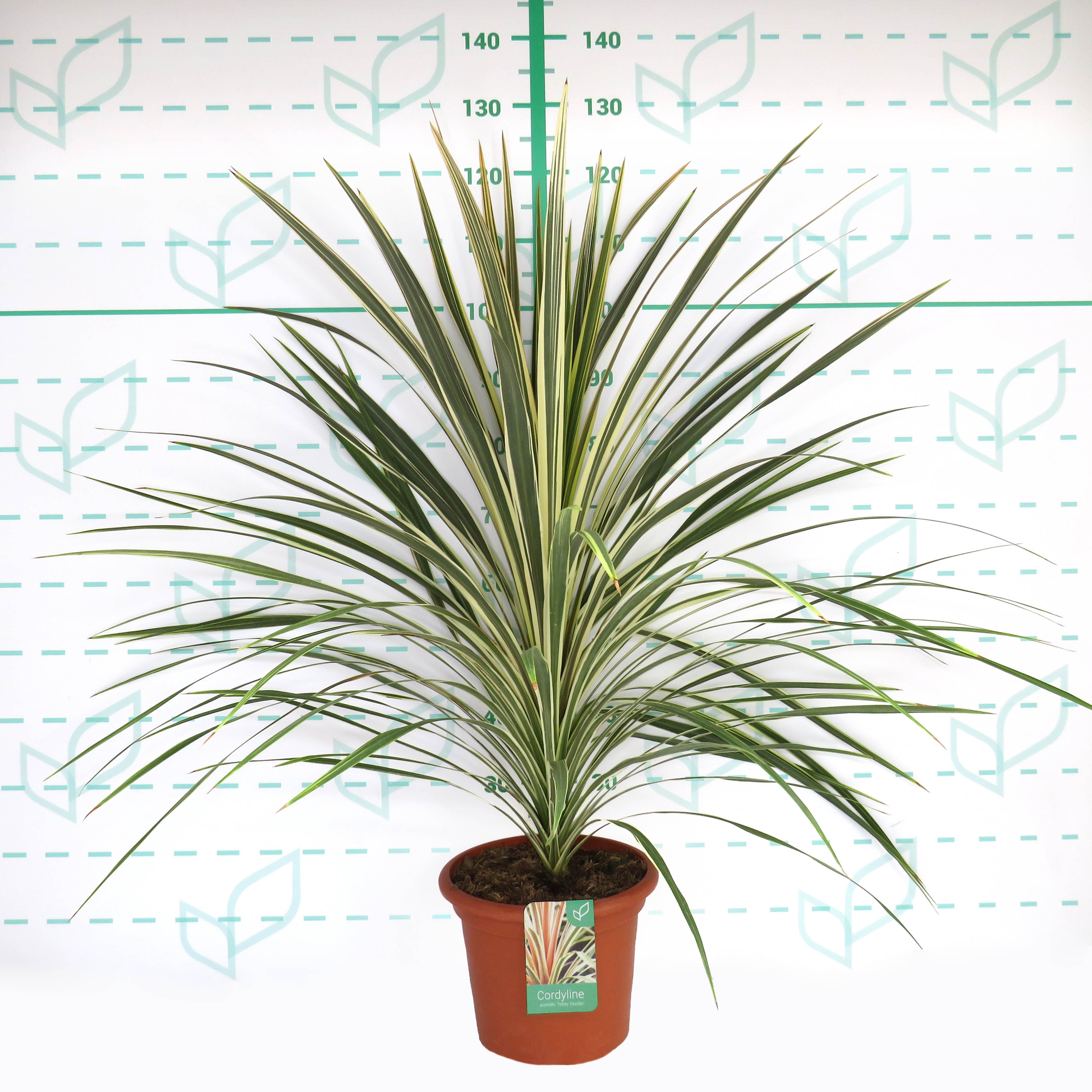 Cordyline australis "Torbay Dazzler" 10L Deco 80/90