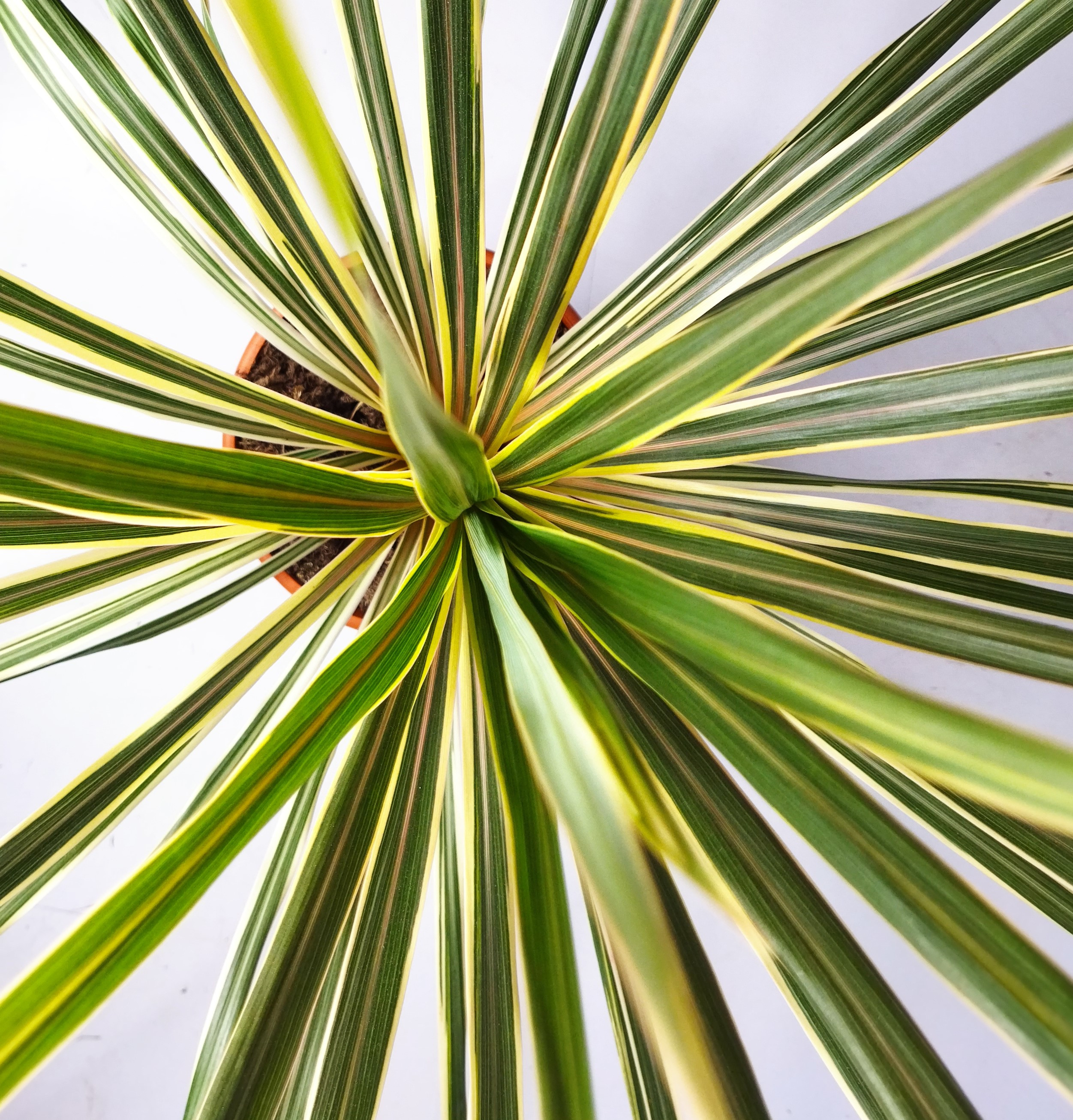Cordyline australis "Torbay Dazzler" 2.5L Deco 50/60