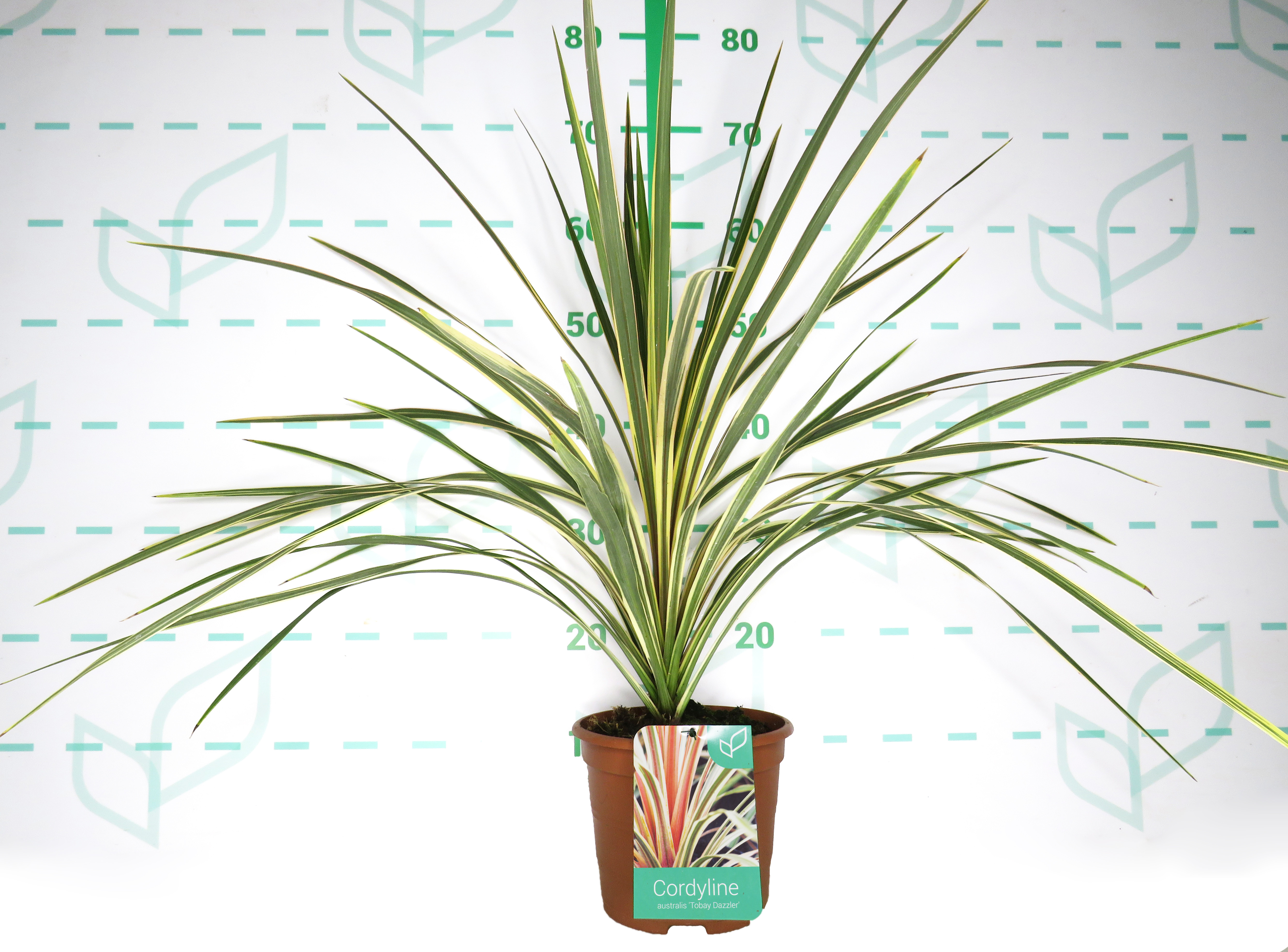 Cordyline australis "Torbay Dazzler" 2.5L Deco 50/60