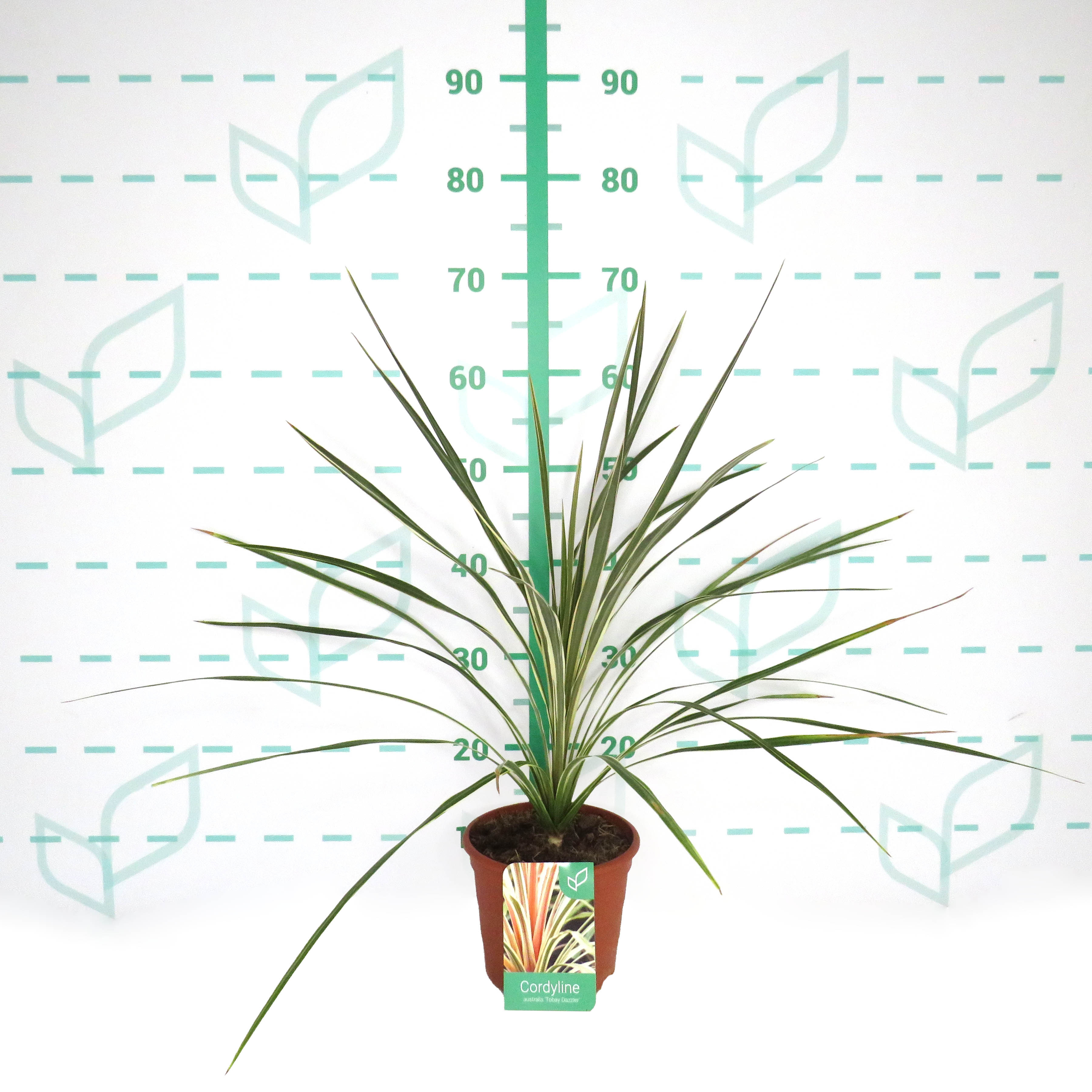 Cordyline australis "Torbay Dazzler" 2.5L Deco 50/60