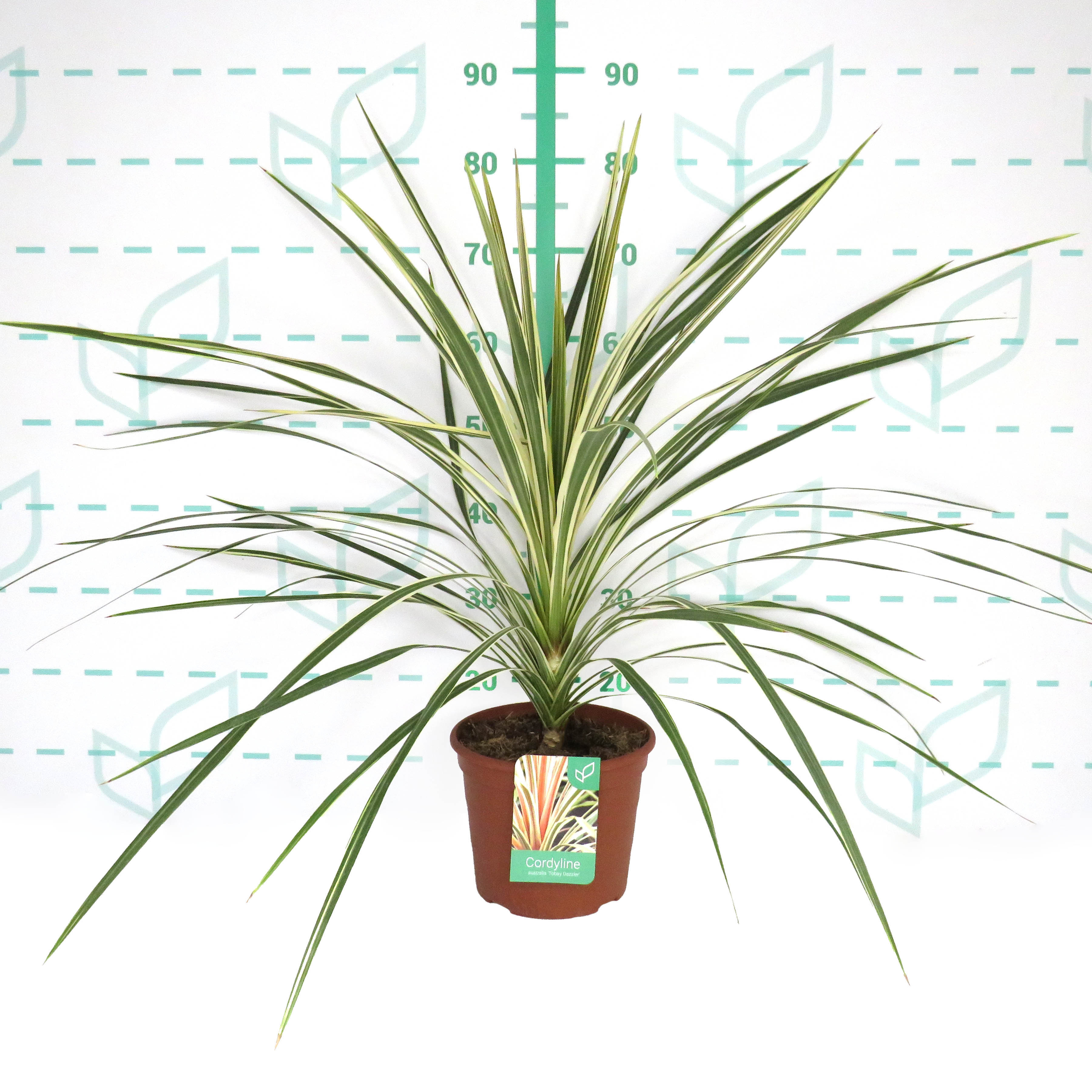 Cordyline australis "Torbay Dazzler" 5L Deco 60/70