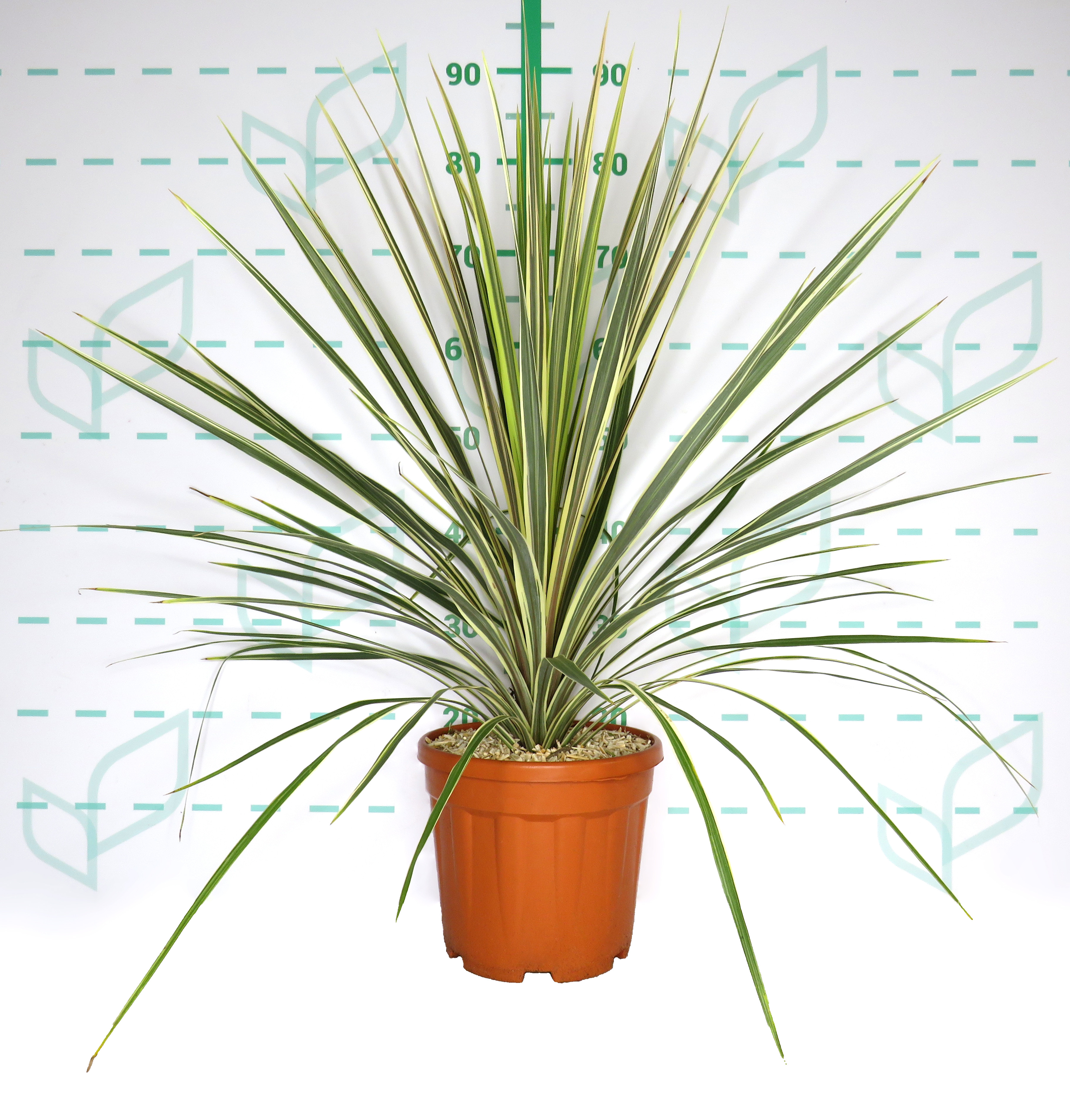 Cordyline australis "Torbay Dazzler" 6L 80/100