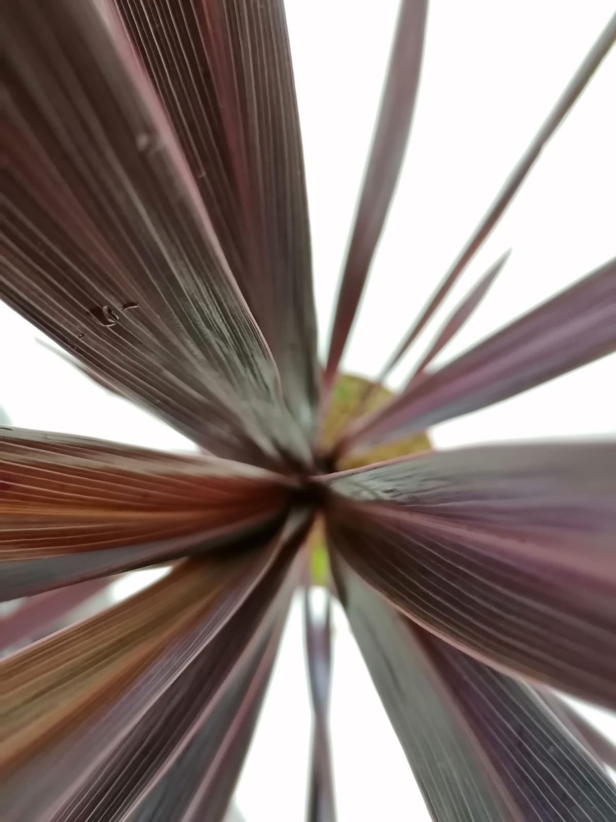 Cordyline "Black Night" 3L 40/60