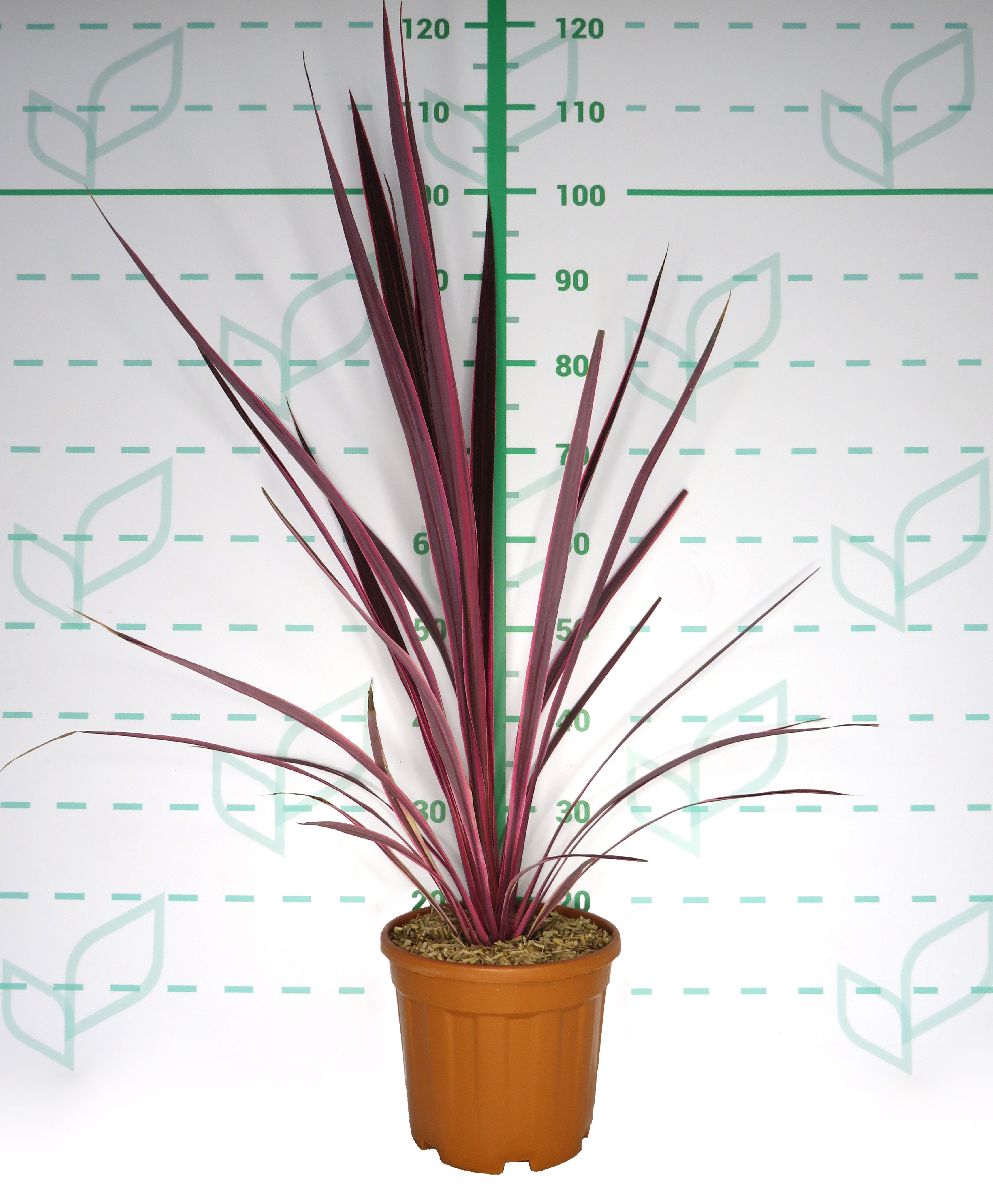 Cordyline banksii "Electric Pink" 6L 80/100
