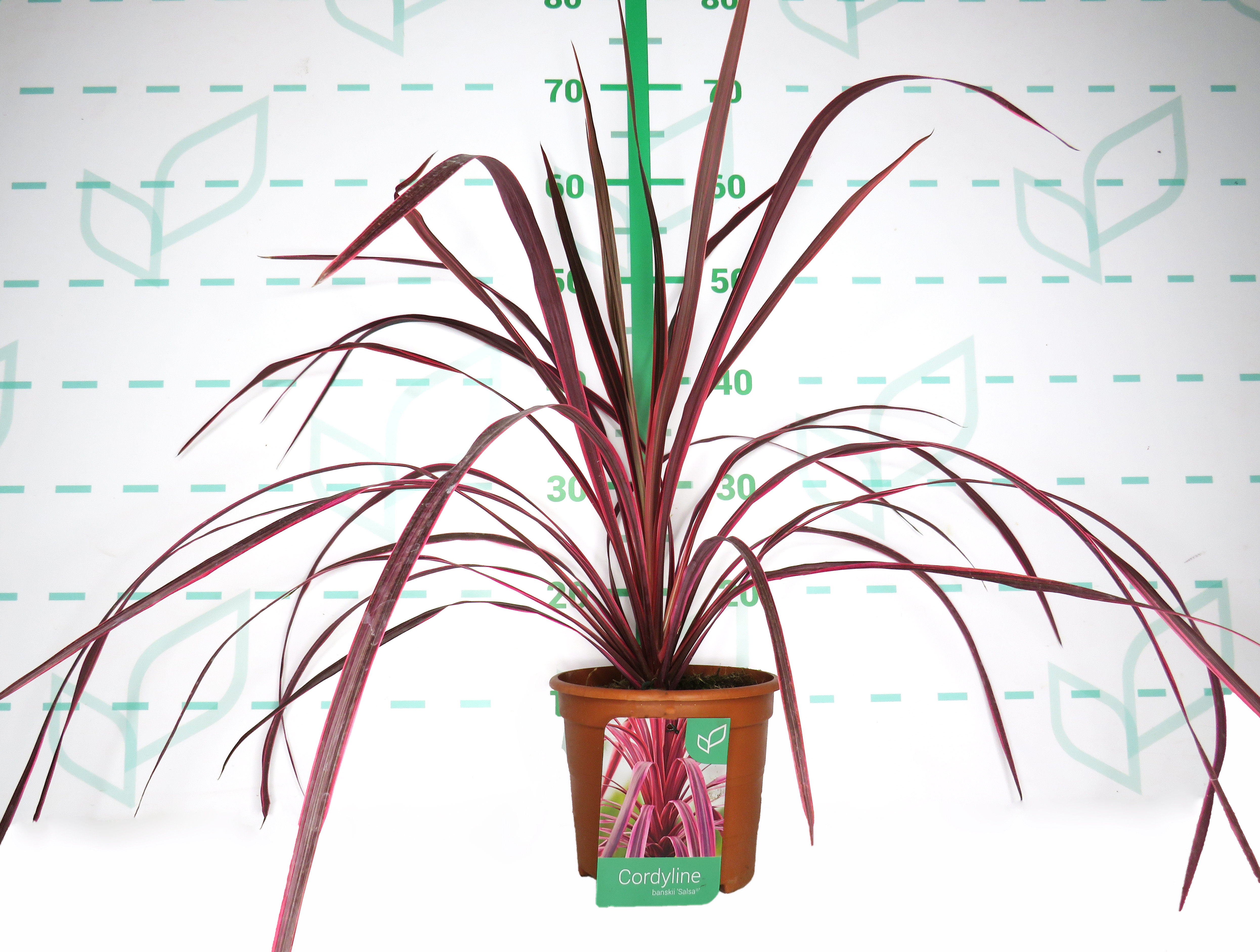 Cordyline banksii "Salsa" 2.5L Deco 50/60