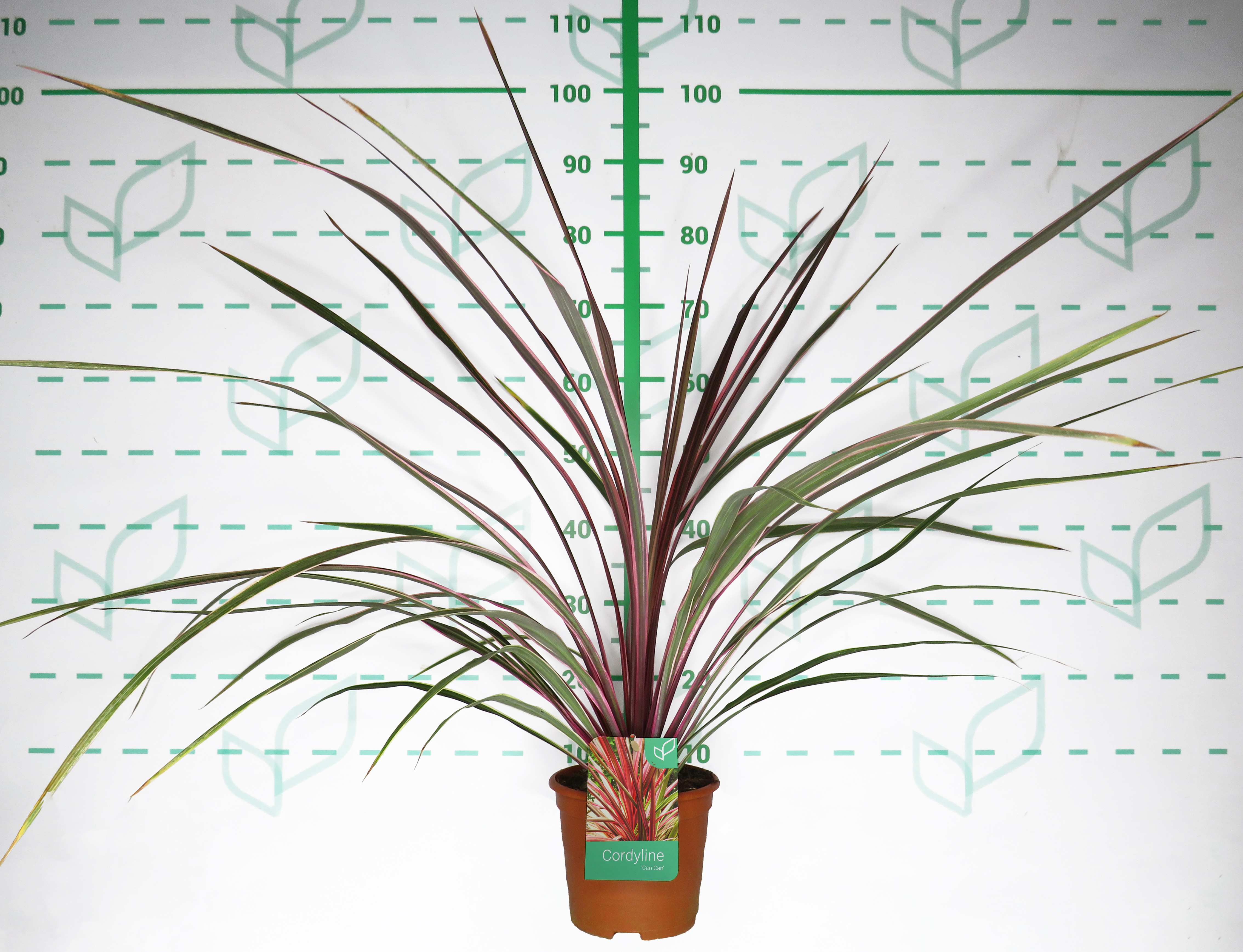Cordyline "Can Can" 2.5L Deco 40/50