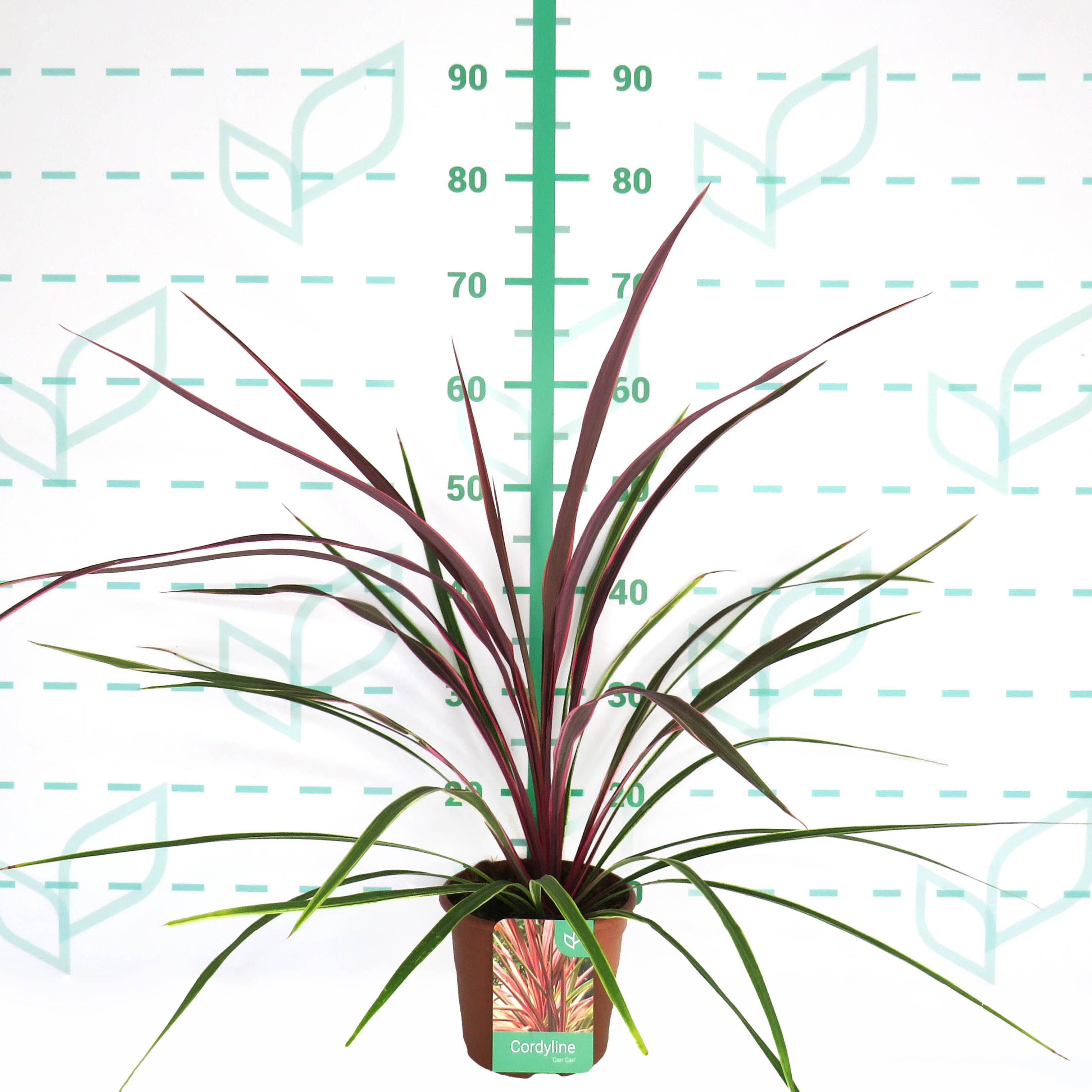 Cordyline "Can Can" 2.5L Deco 40/50