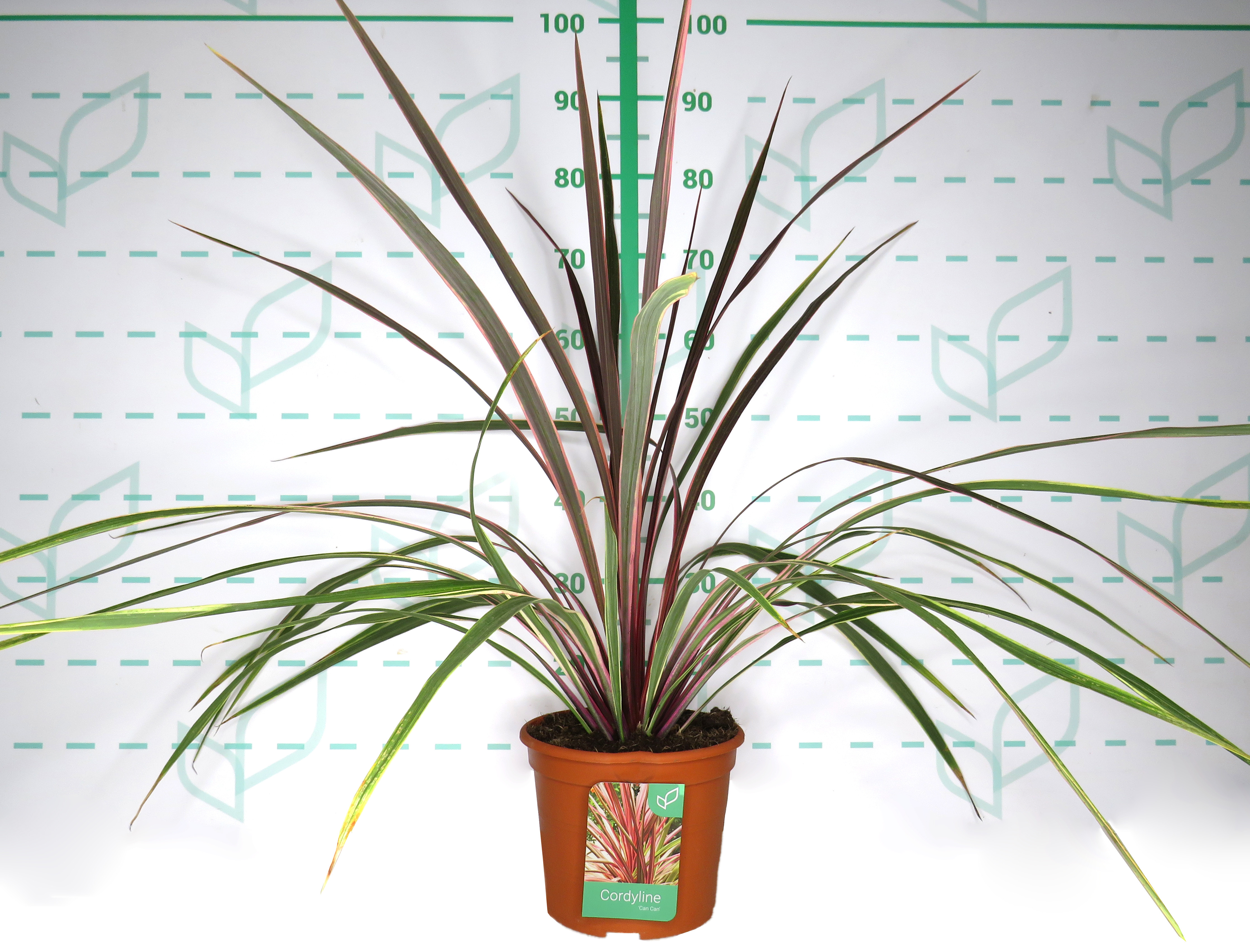 Cordyline "Can Can" 5L Deco 70/80
