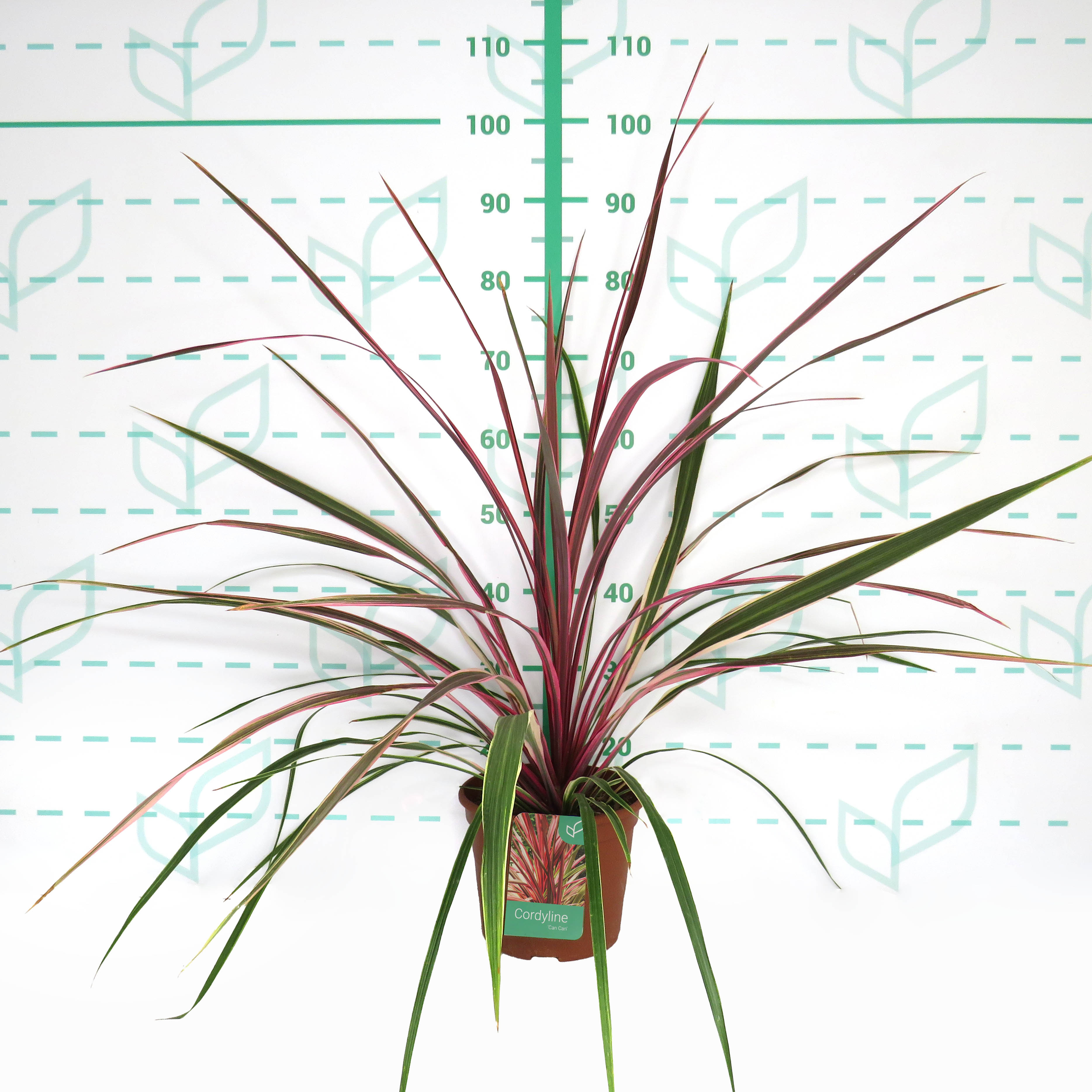 Cordyline "Can Can" 5L Deco 70/80