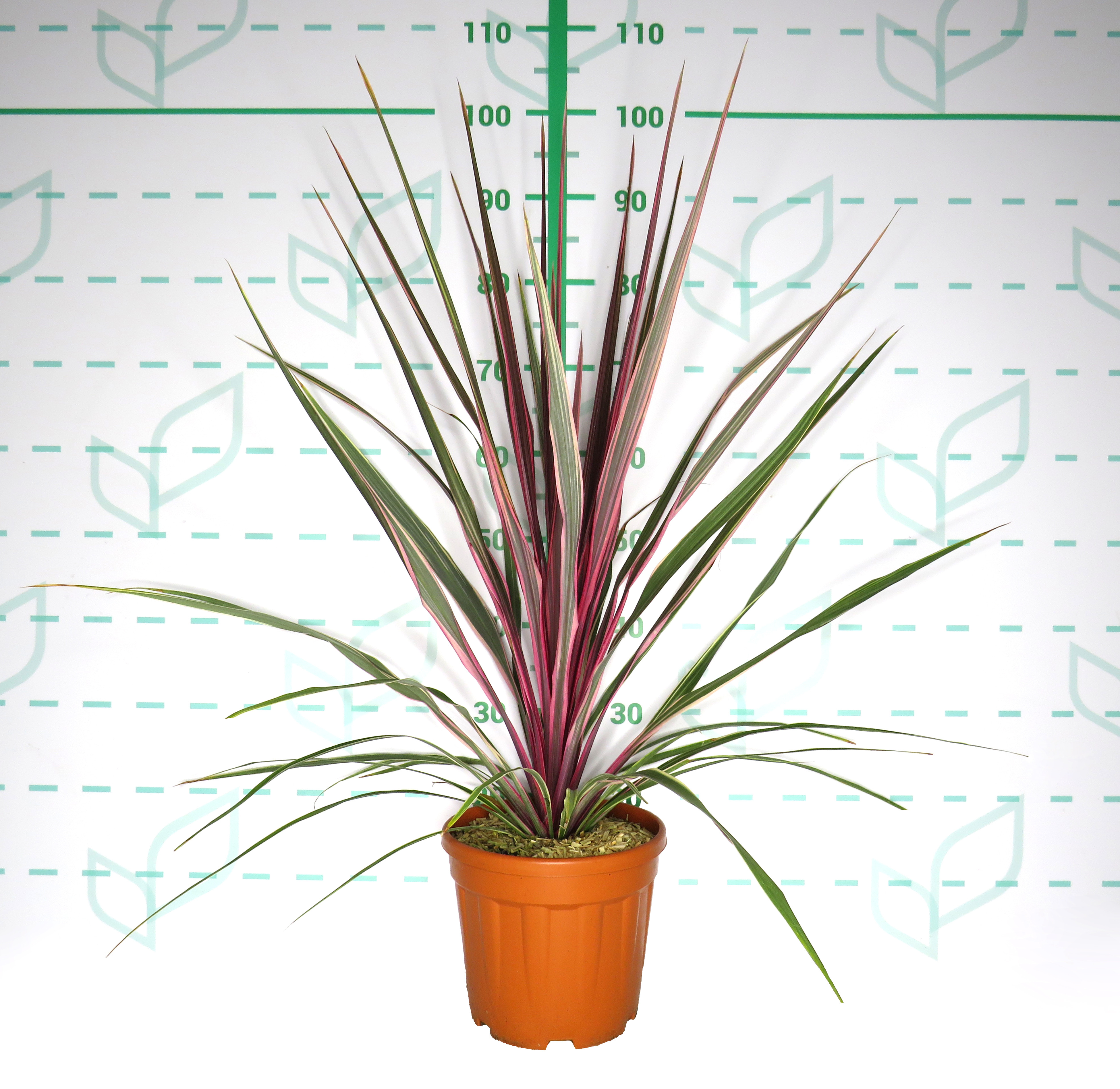 Cordyline "Can Can" 6L 60/80