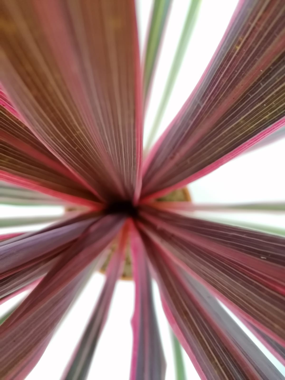 Cordyline "Can Can" 5L Deco 70/80