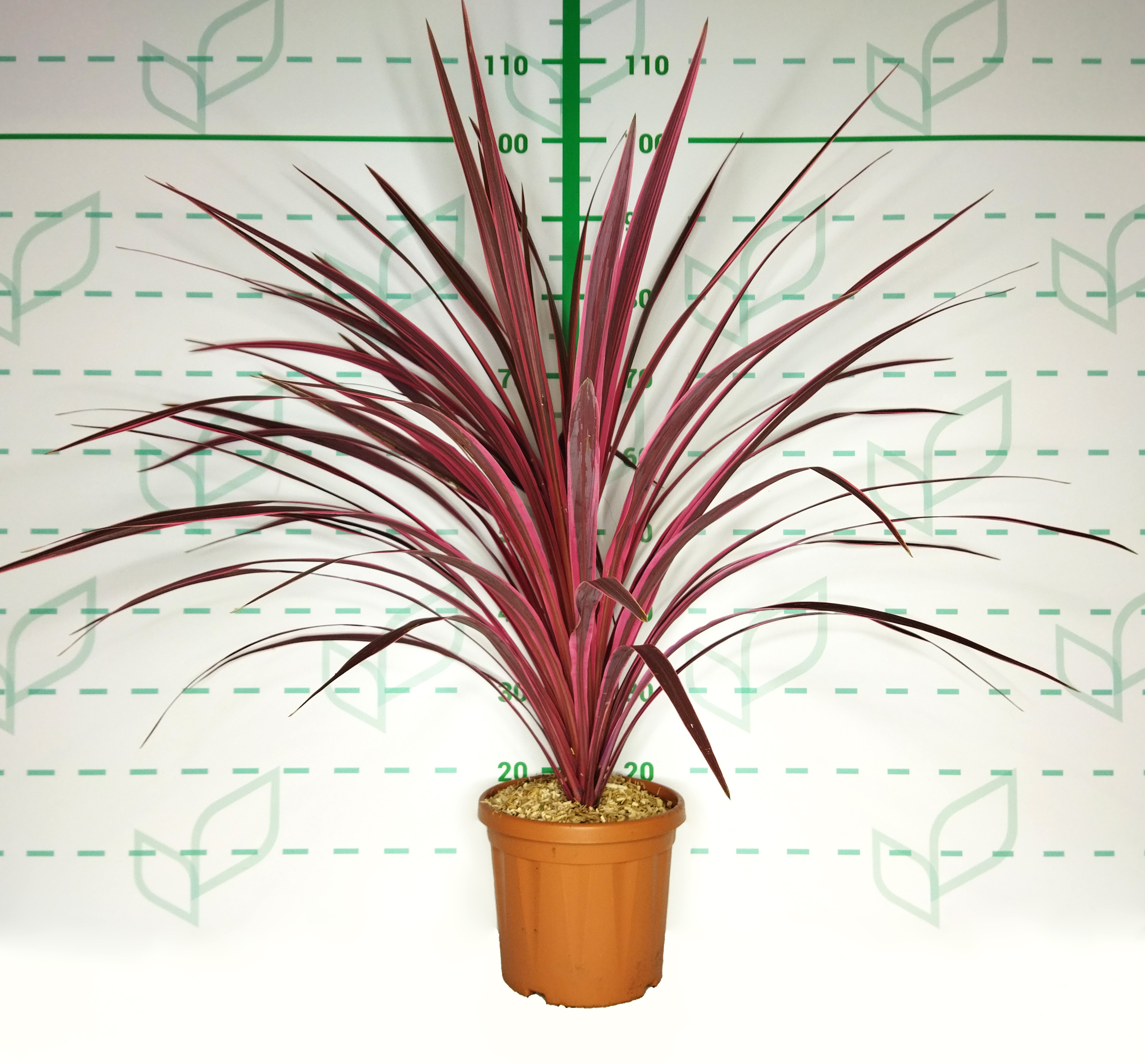 Cordyline "Cherry Sensation" 6L 60/80