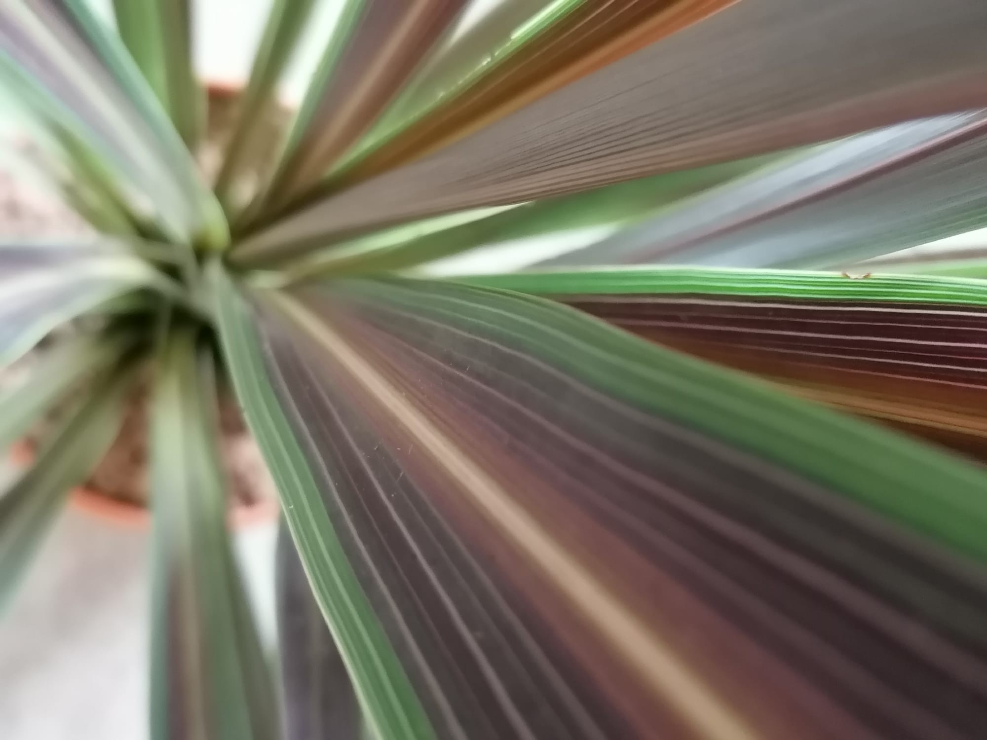 Cordyline banksii "Electric Star" 6L 80/100