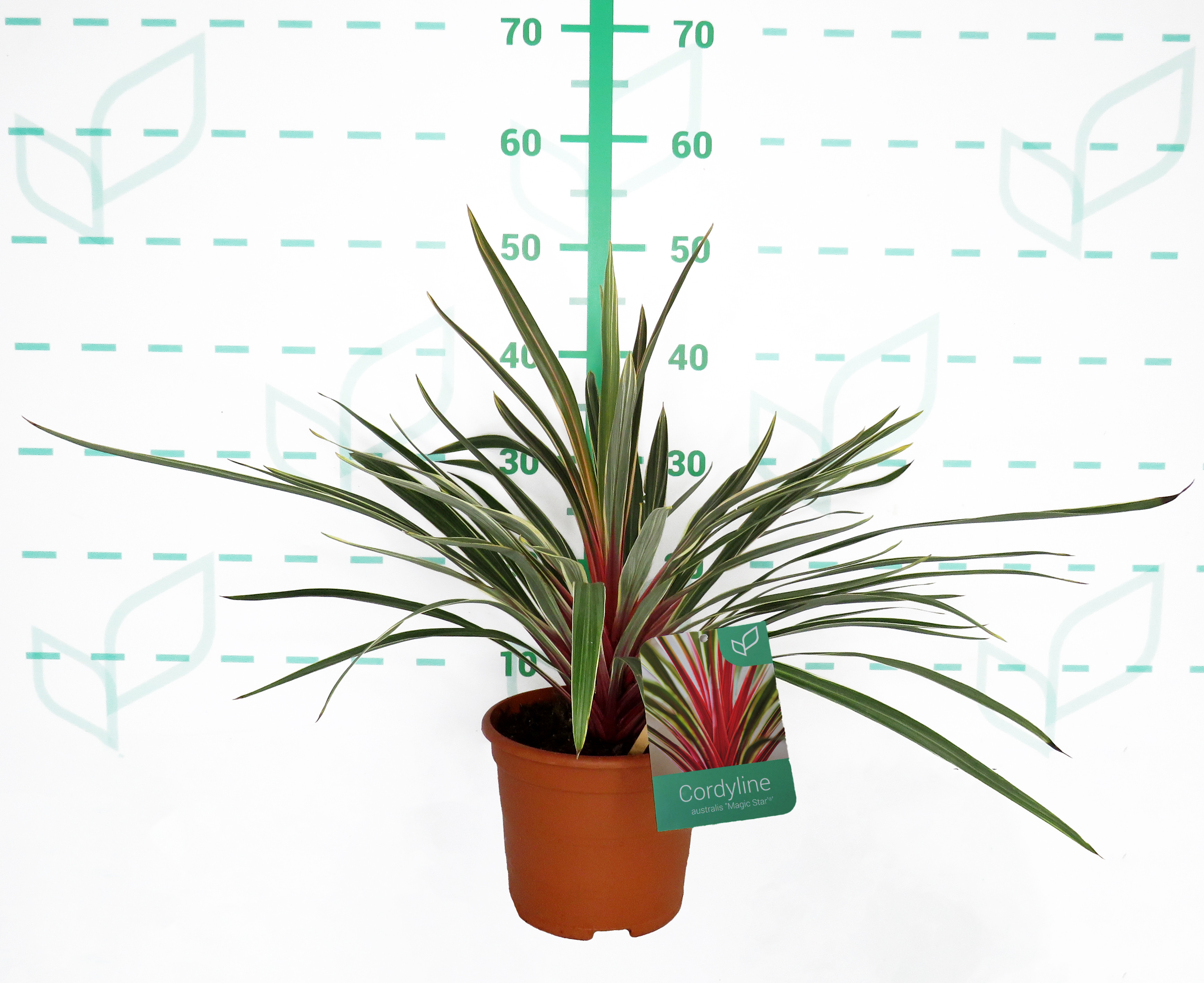 Cordyline australis "Magic Star" 2.5L Deco 40/50