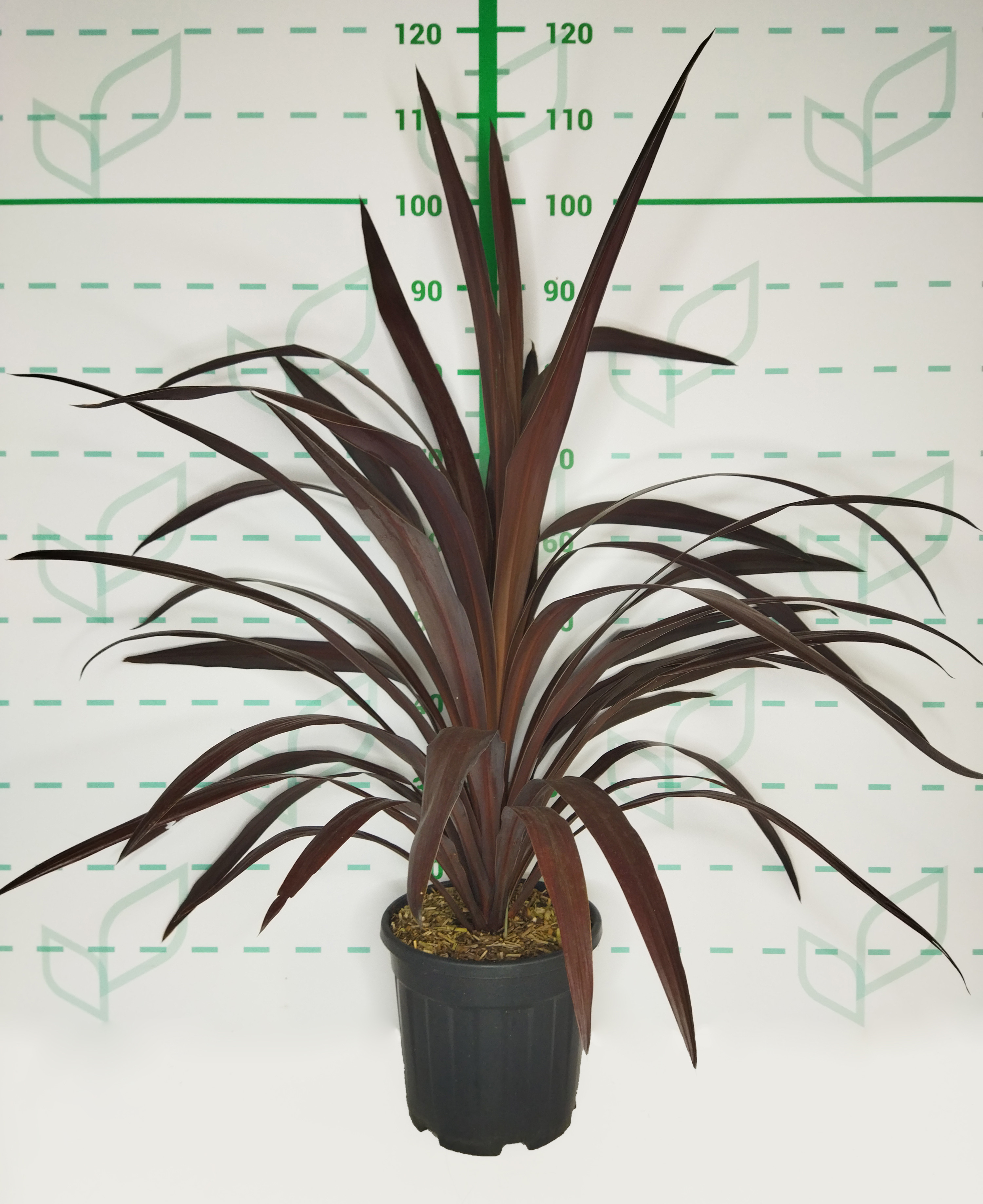 Cordyline obtecta Superstar 6L 80/100
