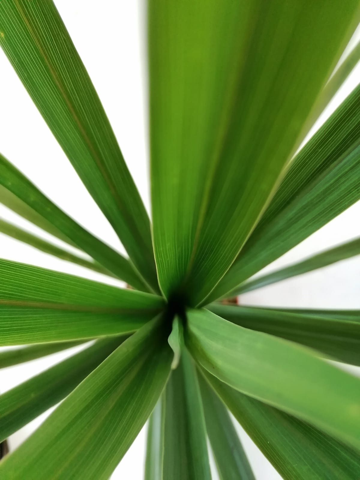 Cordyline australis "Peko" 6L 60/80