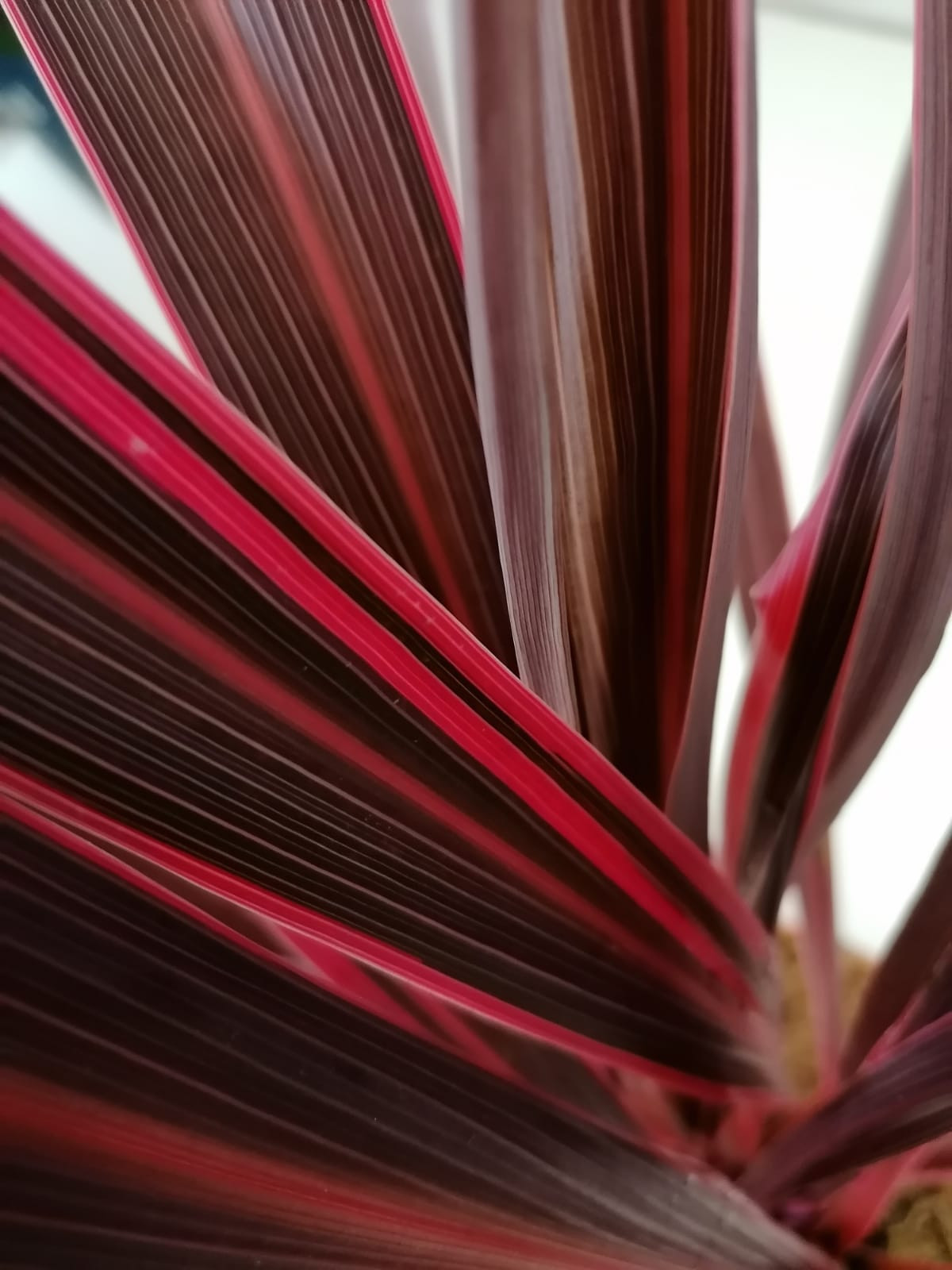 Cordyline "Pink Fire" 6L 60/80