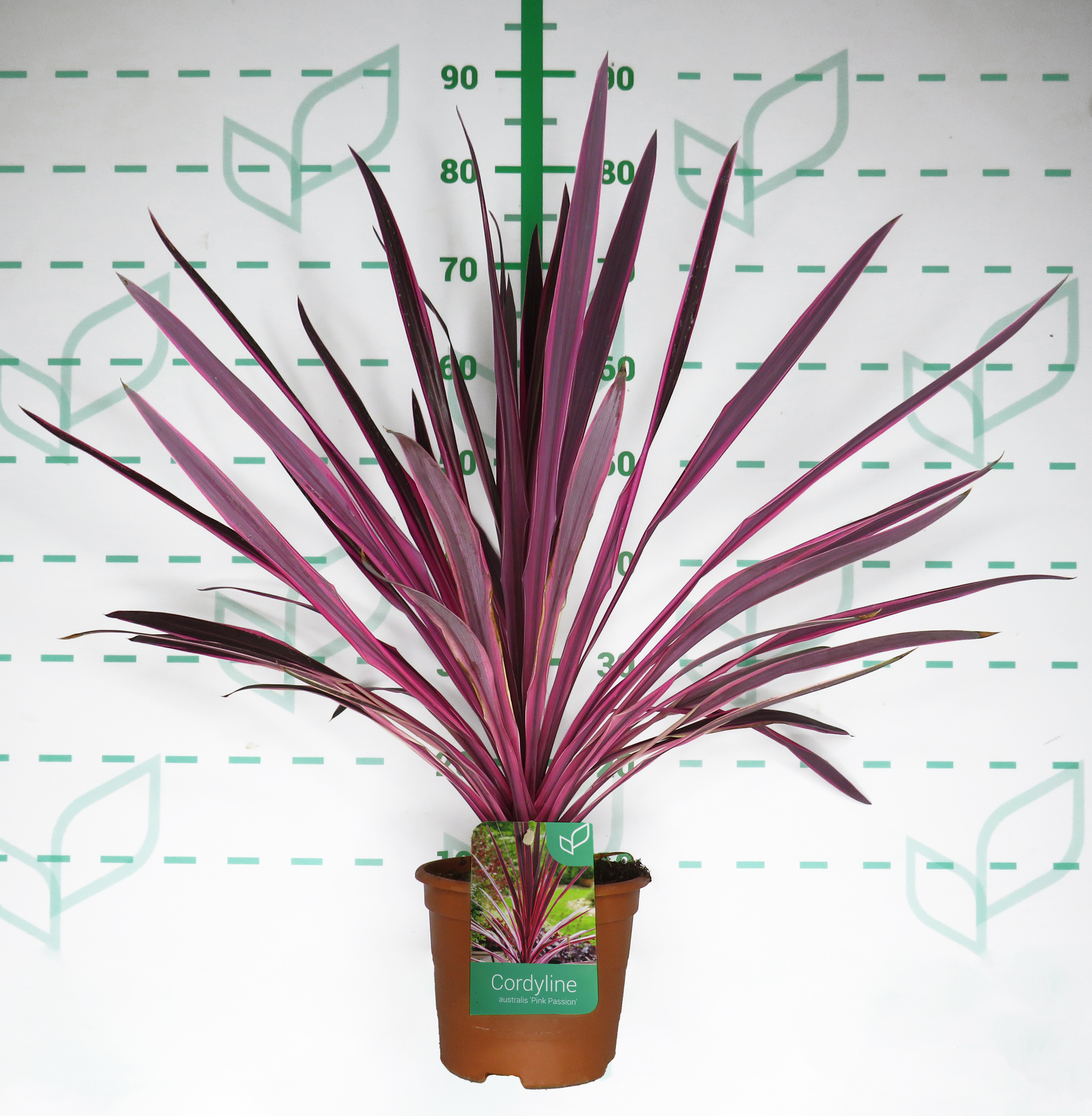Cordyline "Pink Passion" 2.5L Deco 40/50