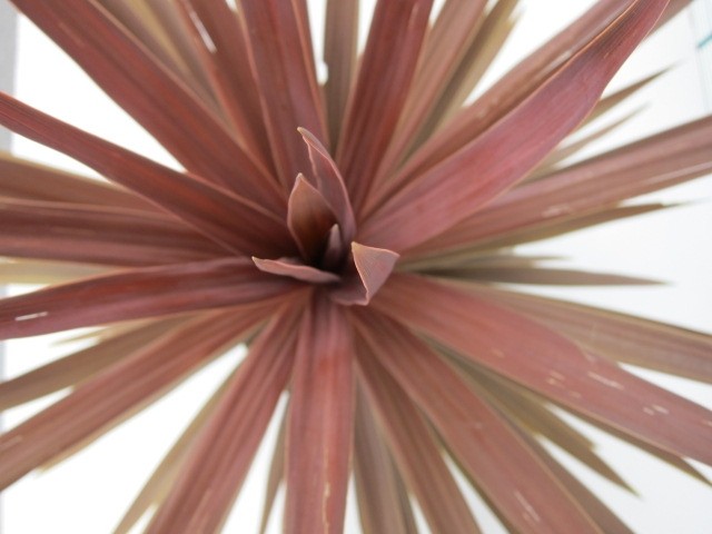 Cordyline australis "Red Star" 10L 3 plantas 70/80