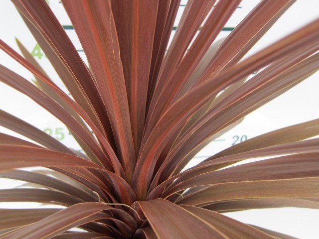 Cordyline australis "Red Star" 6L 80/100