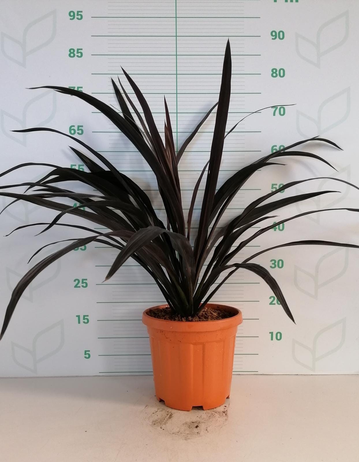 Cordyline "Renegade" 6L 40/60