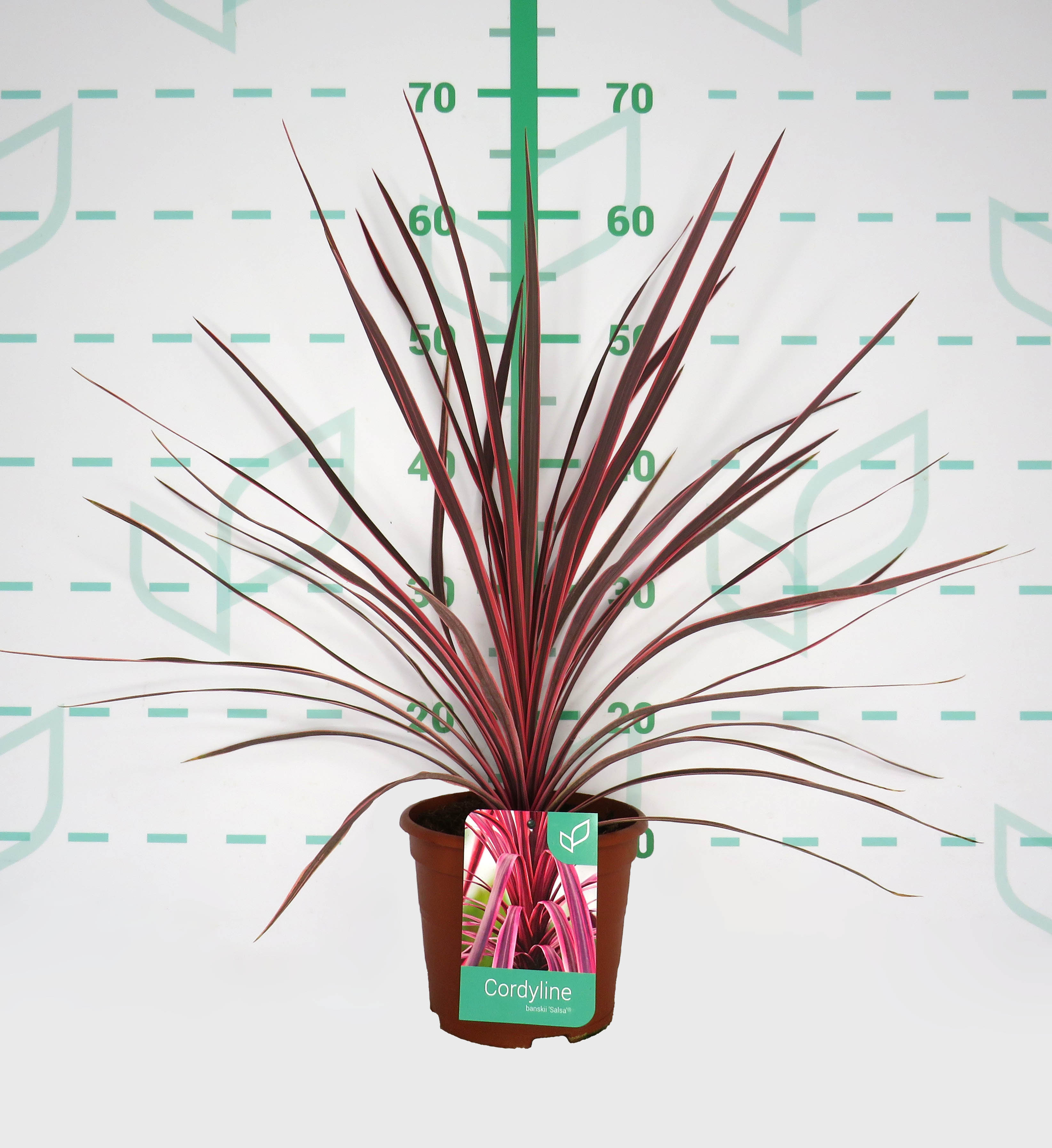 Cordyline "Salsa" 2.5L Deco 50/60