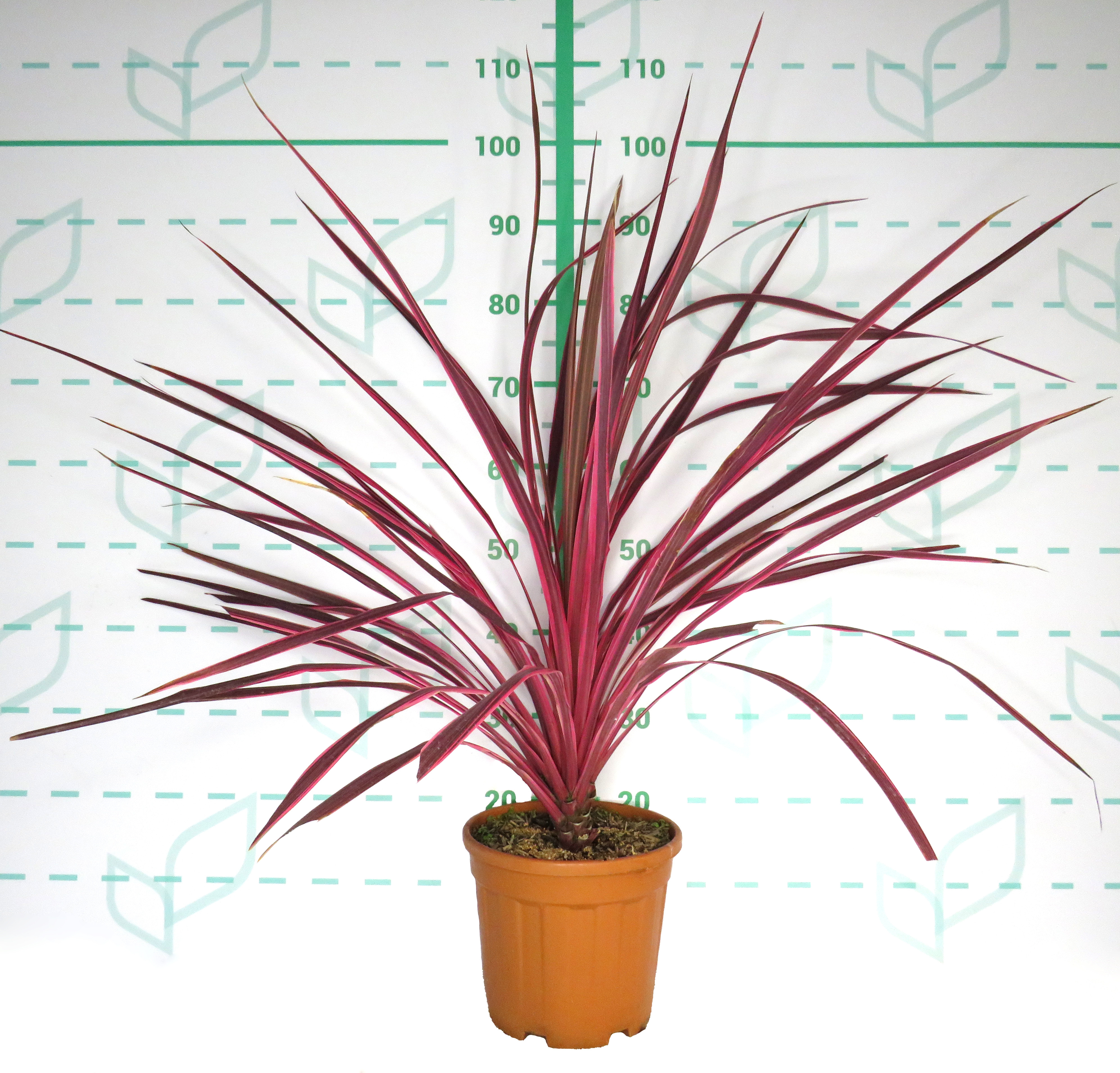 Cordyline "Salsa" 6L 60/80